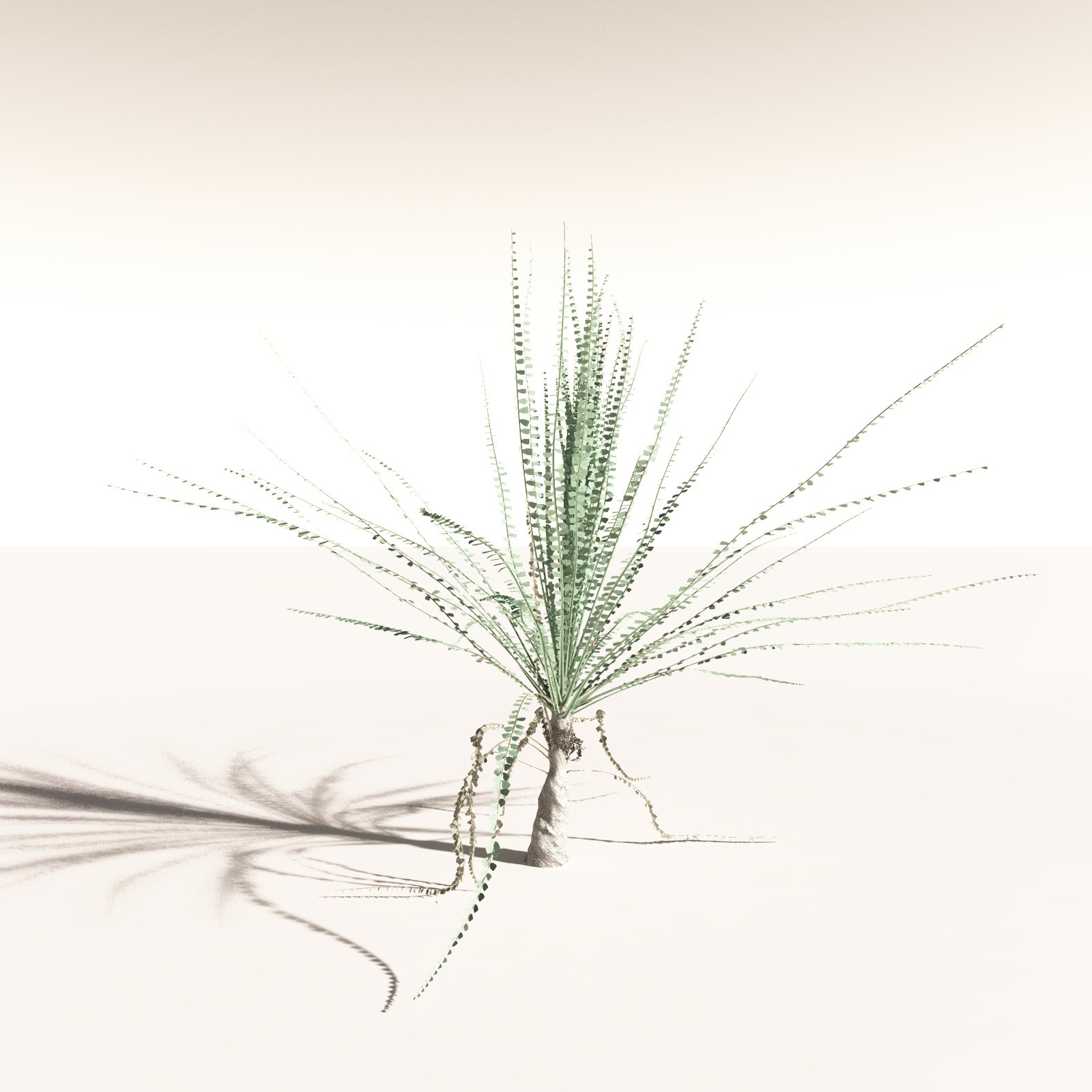 EVERYPlant Noeggerthia Foliosa for Daz by N/A