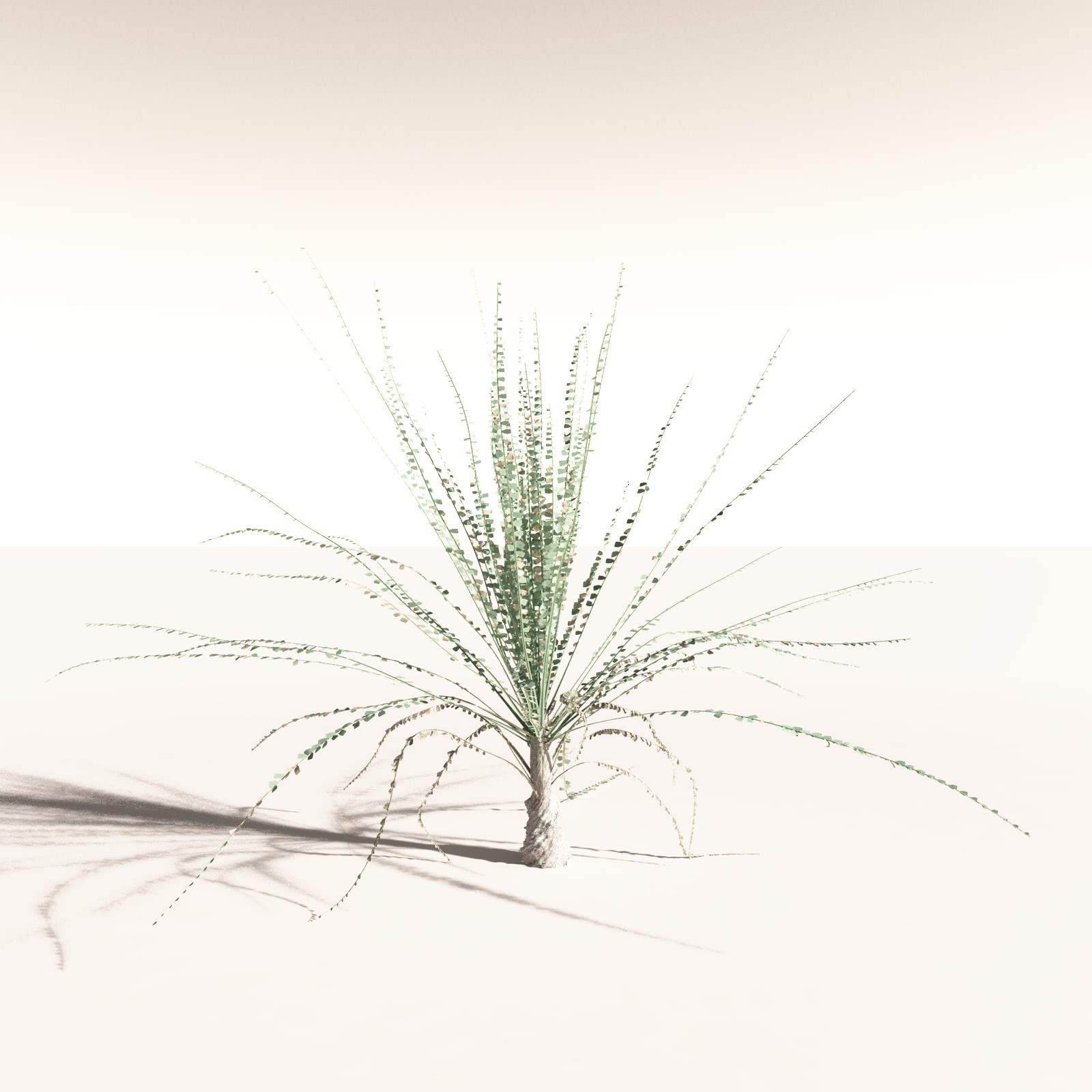EVERYPlant Noeggerthia Foliosa for Daz by N/A