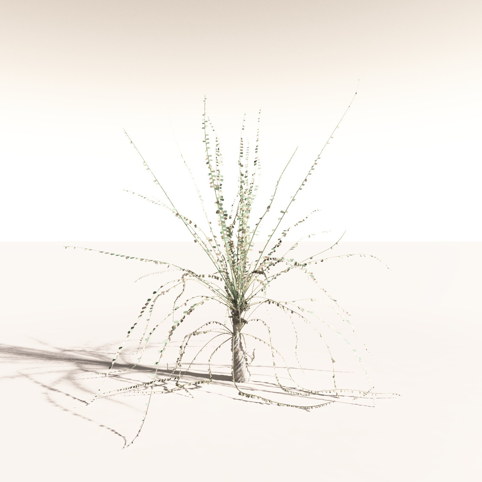 EVERYPlant Noeggerthia Foliosa for Daz by N/A