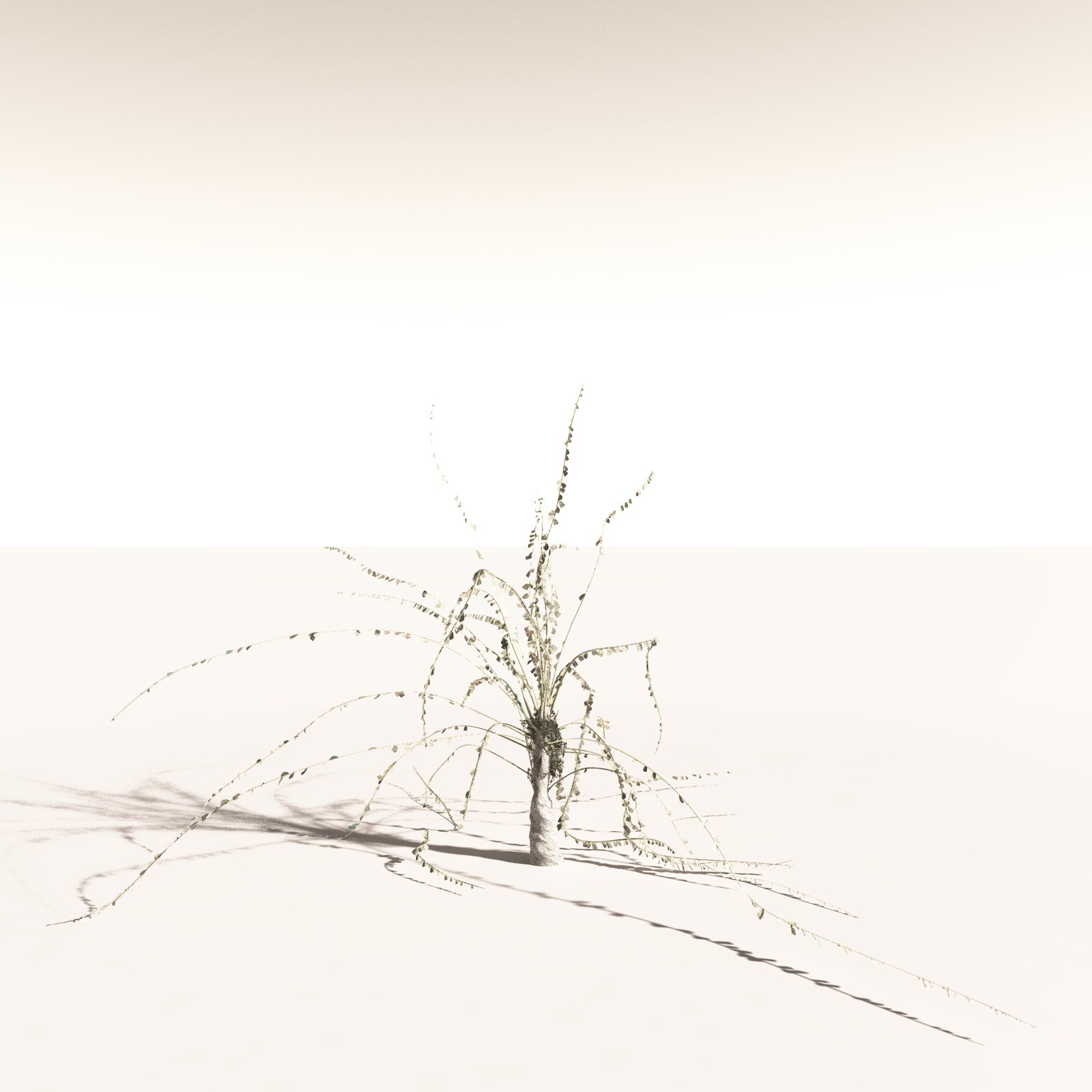 EVERYPlant Noeggerthia Foliosa for Daz by N/A