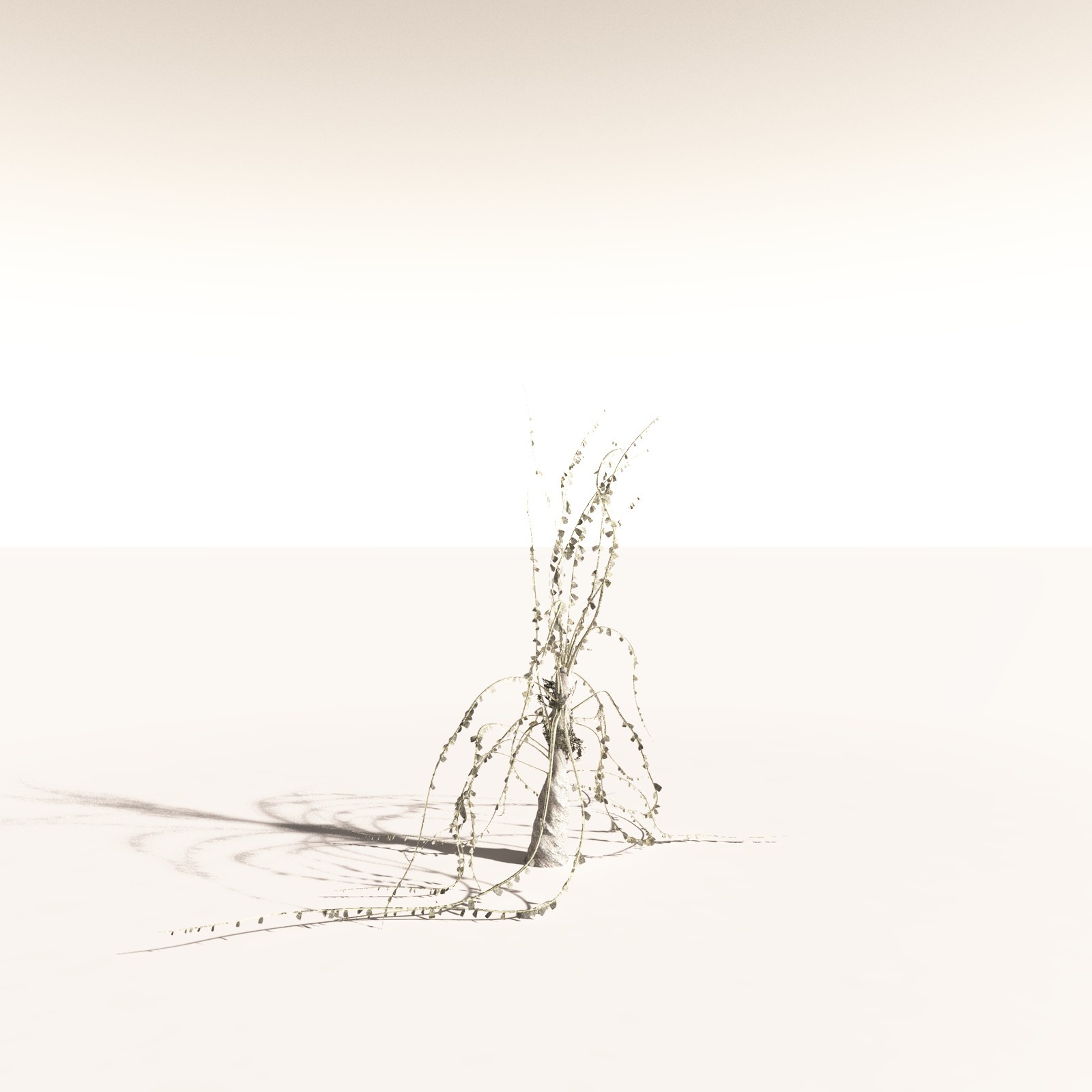 EVERYPlant Noeggerthia Foliosa for Daz by N/A