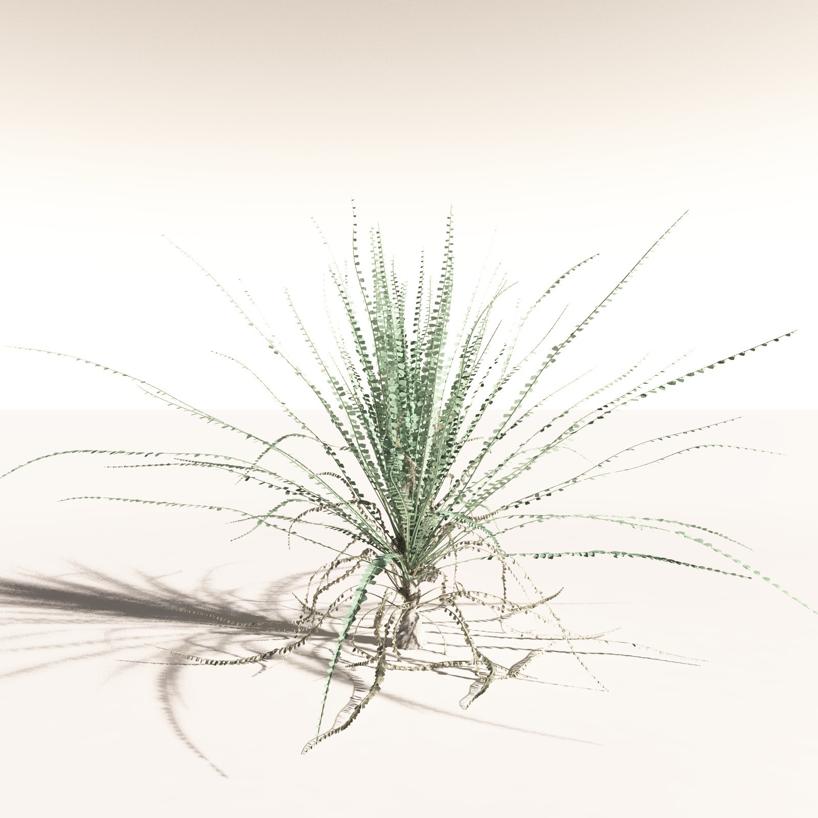 EVERYPlant Noeggerthia Foliosa for Daz by N/A
