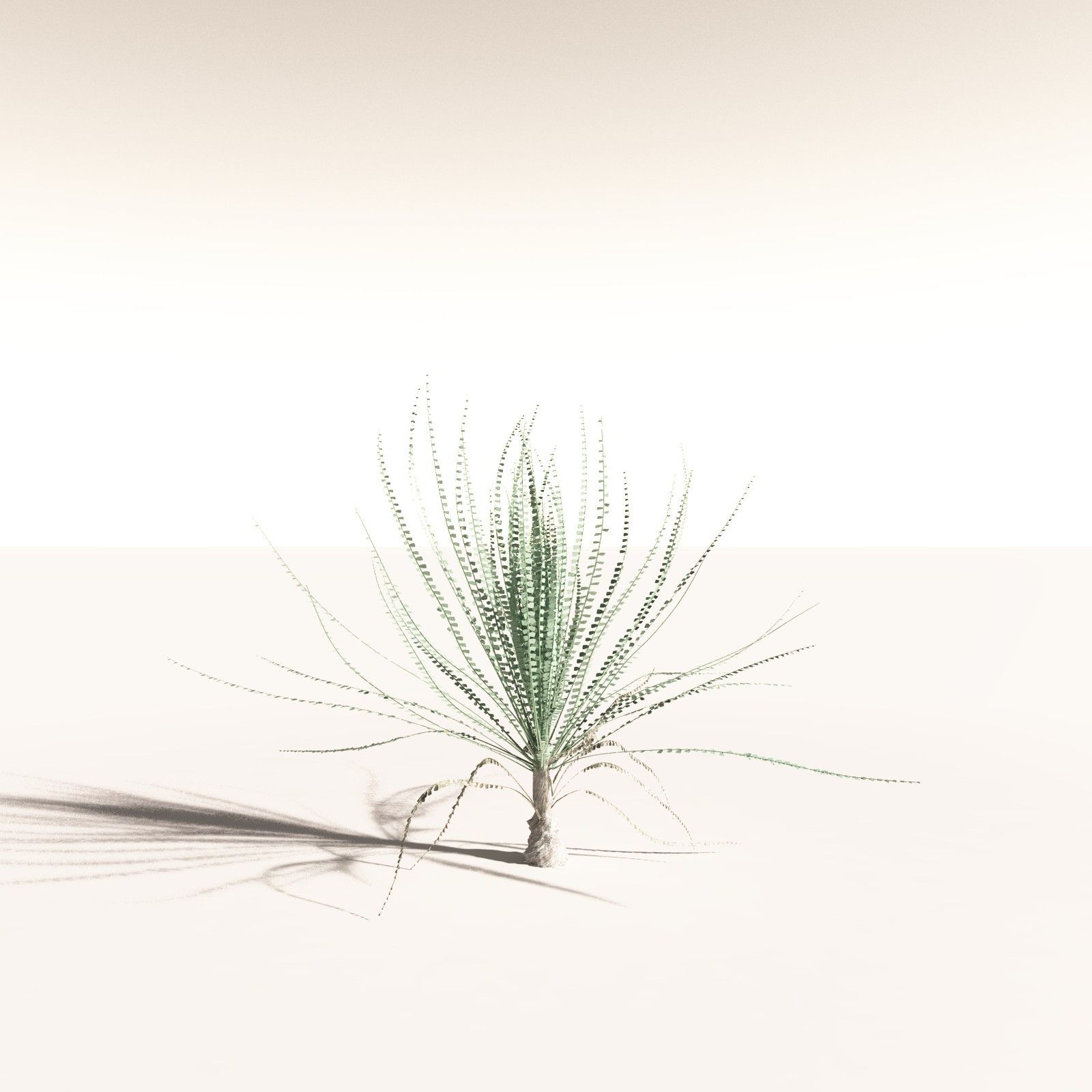 EVERYPlant Noeggerthia Foliosa for Daz by N/A
