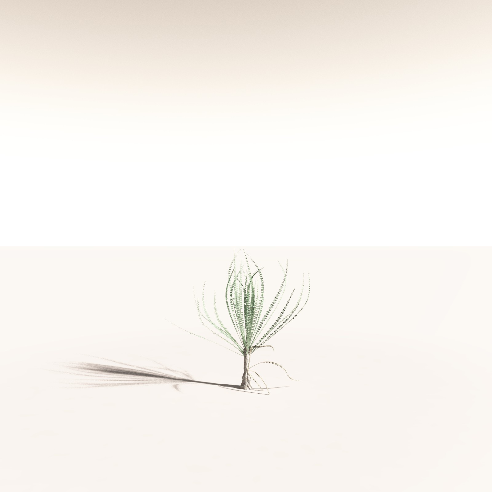 EVERYPlant Noeggerthia Foliosa for Daz by N/A