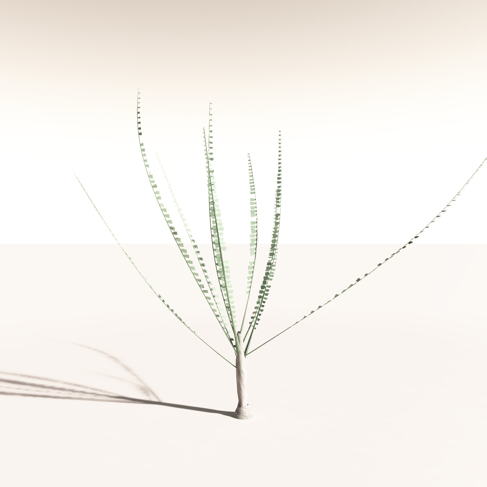 EVERYPlant Noeggerthia Foliosa for Daz by N/A