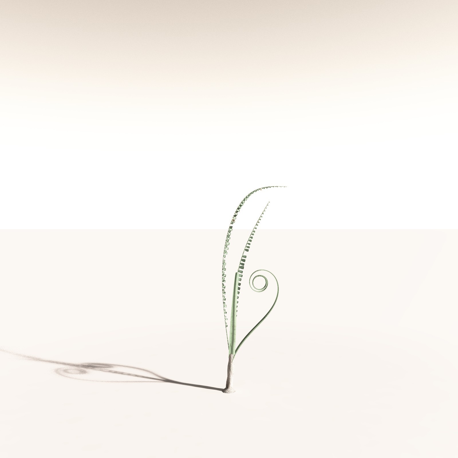 EVERYPlant Noeggerthia Foliosa for Daz by N/A