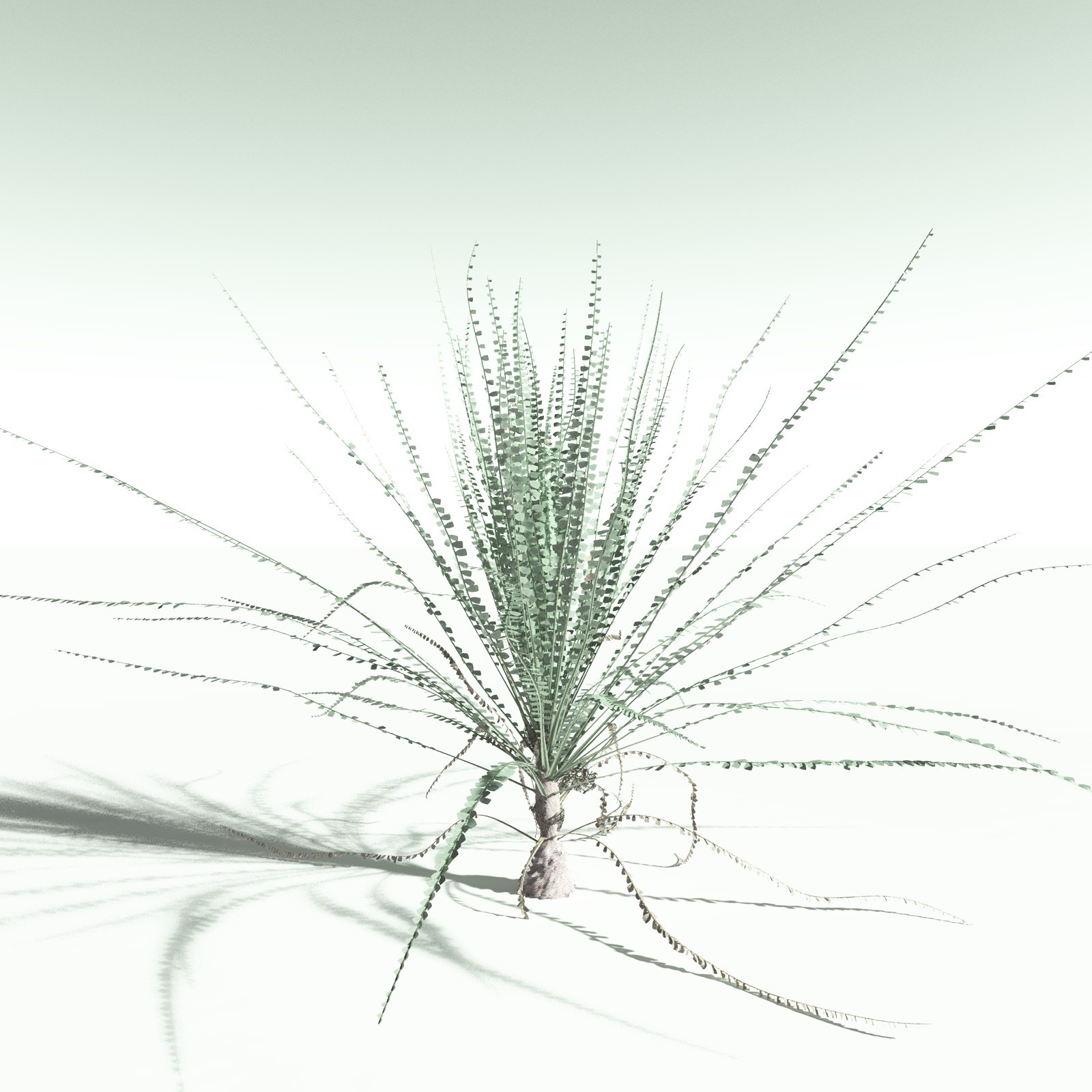 EVERYPlant Noeggerthia Foliosa for Poser by N/A