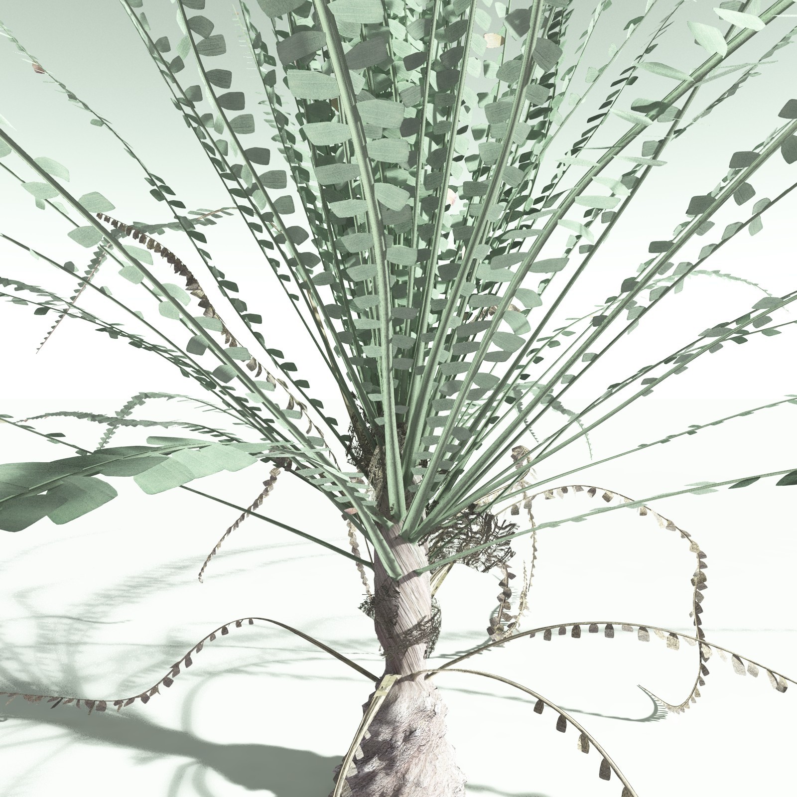 EVERYPlant Noeggerthia Foliosa for Poser by N/A