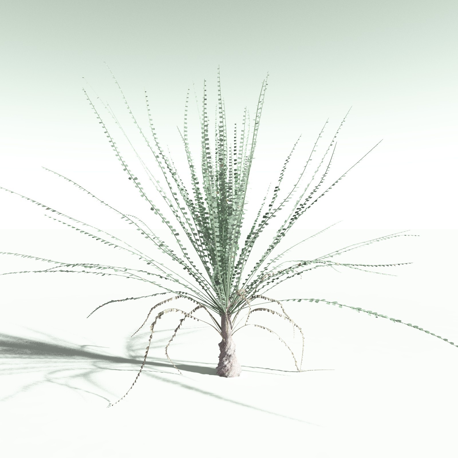 EVERYPlant Noeggerthia Foliosa for Poser by N/A