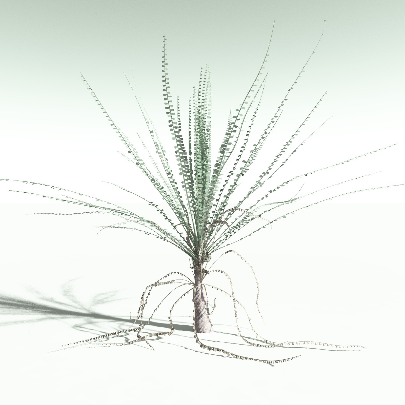 EVERYPlant Noeggerthia Foliosa for Poser by N/A