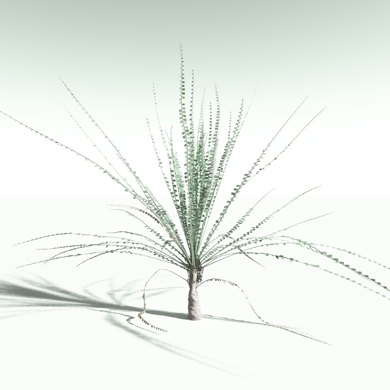 EVERYPlant Noeggerthia Foliosa for Poser by N/A