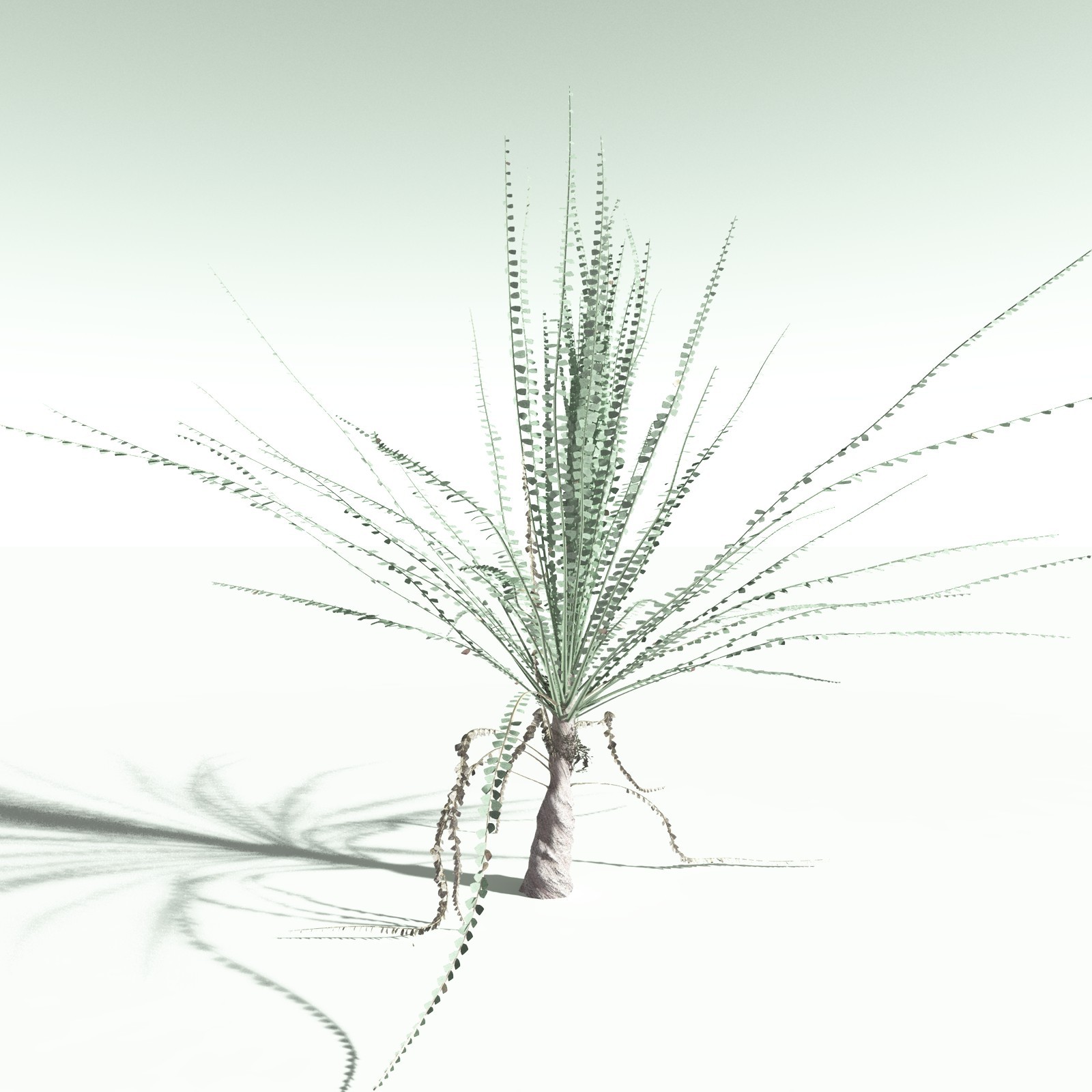 EVERYPlant Noeggerthia Foliosa for Poser by N/A