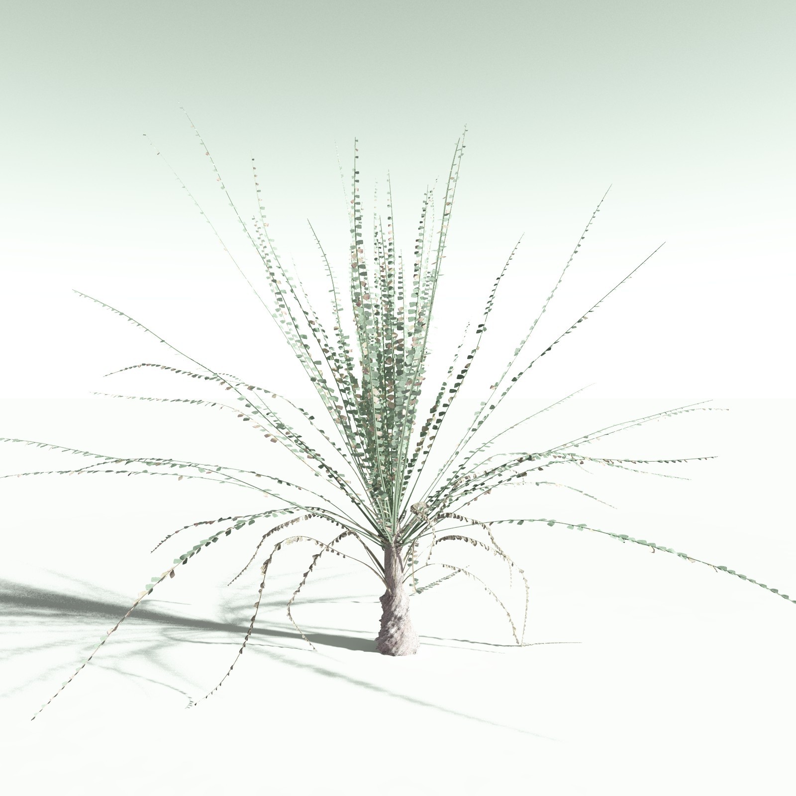 EVERYPlant Noeggerthia Foliosa for Poser by N/A