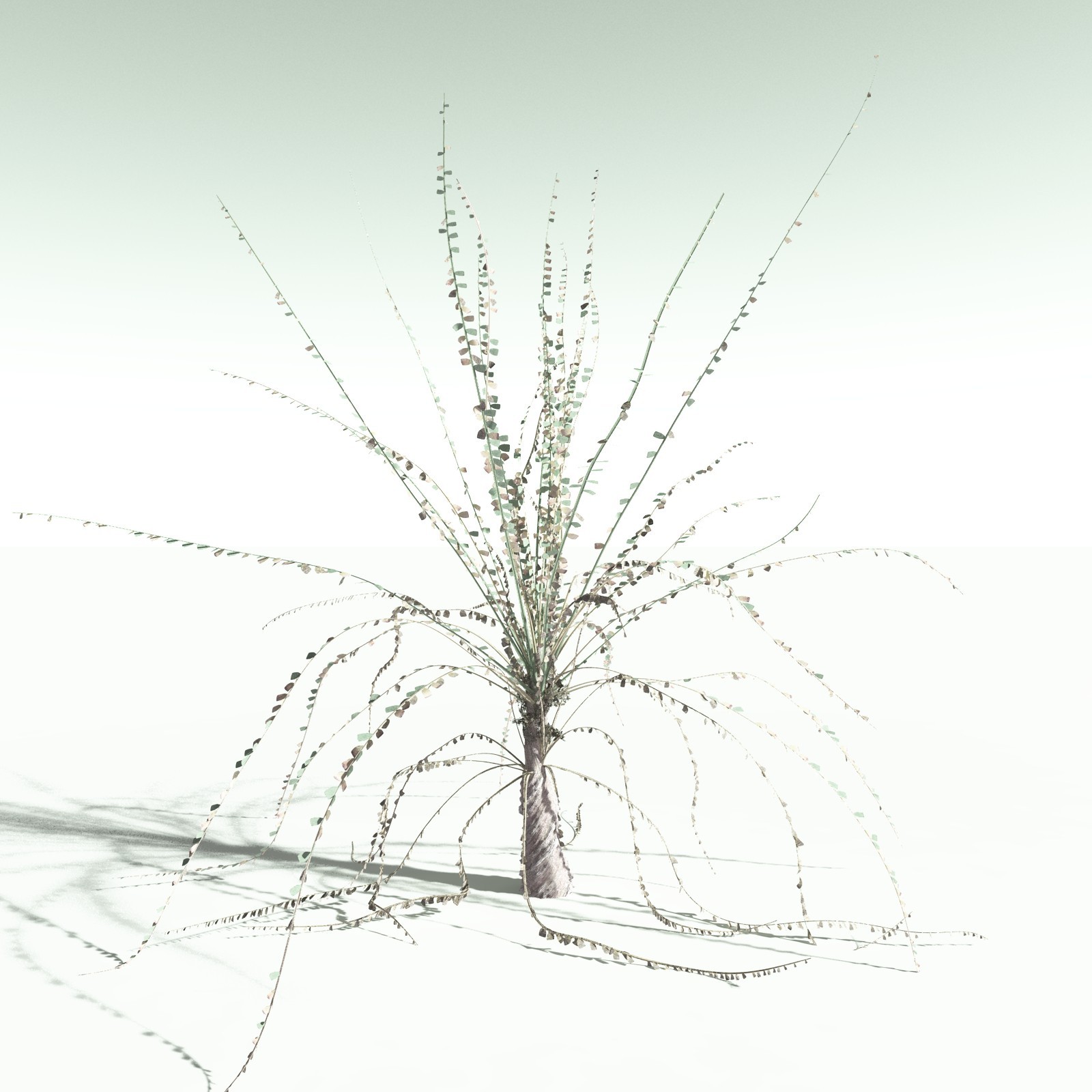 EVERYPlant Noeggerthia Foliosa for Poser by N/A