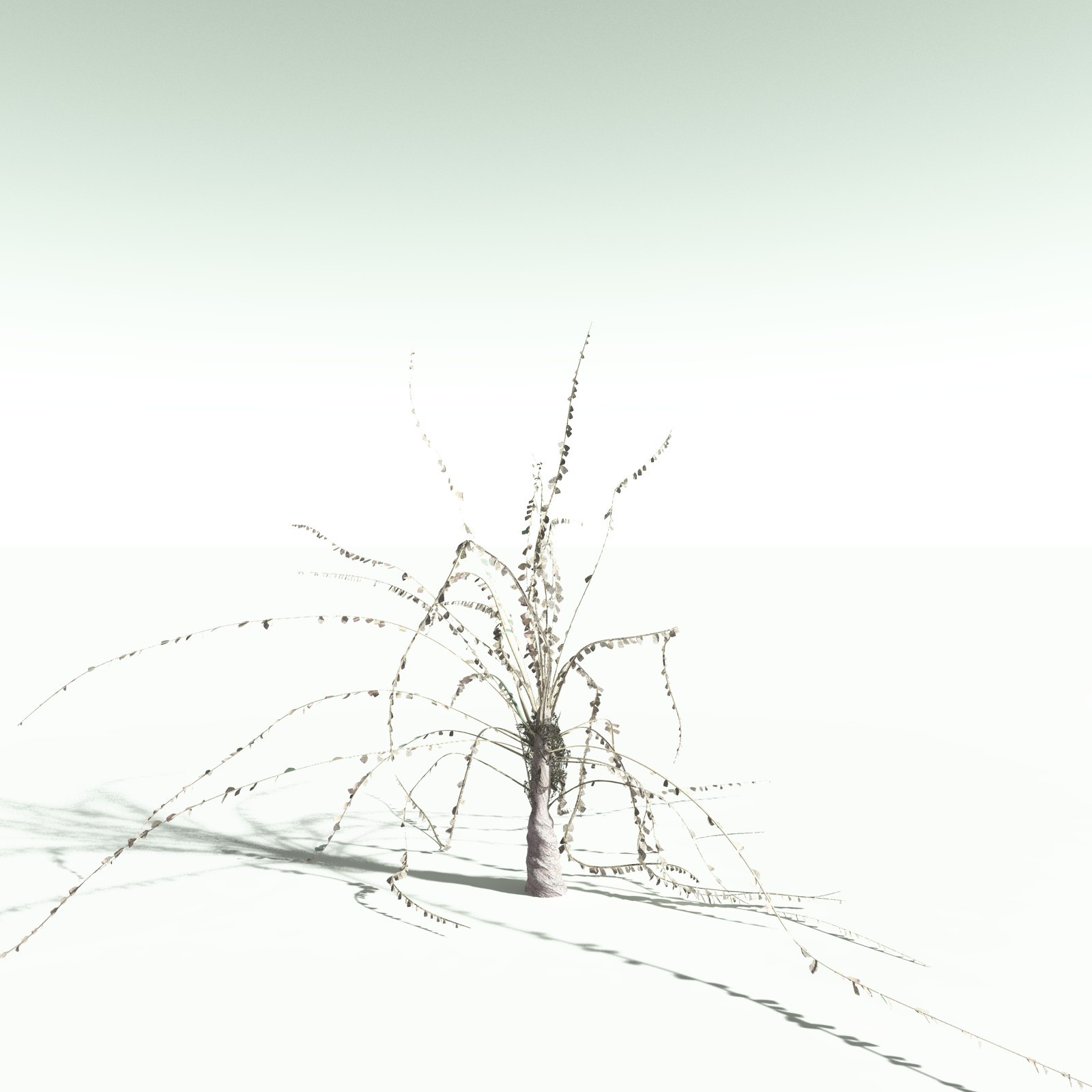 EVERYPlant Noeggerthia Foliosa for Poser by N/A
