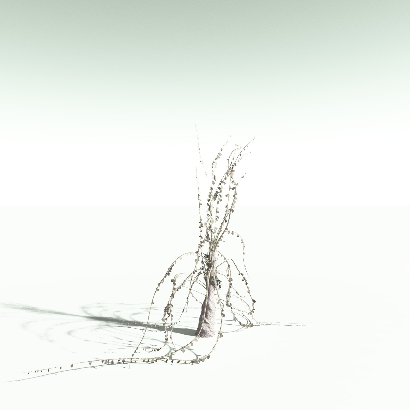 EVERYPlant Noeggerthia Foliosa for Poser by N/A