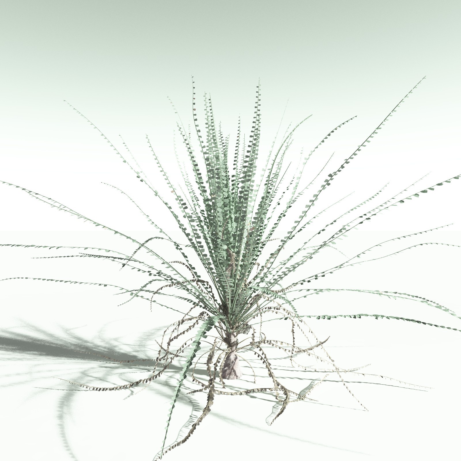 EVERYPlant Noeggerthia Foliosa for Poser by N/A