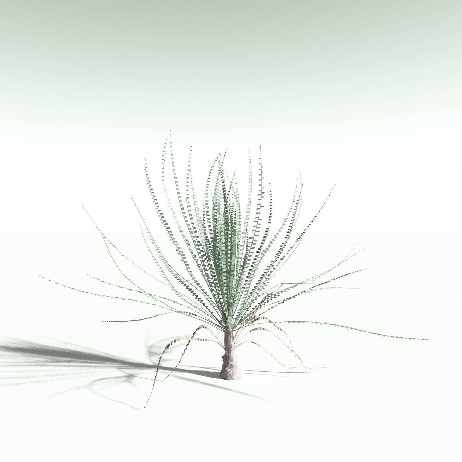EVERYPlant Noeggerthia Foliosa for Poser by N/A