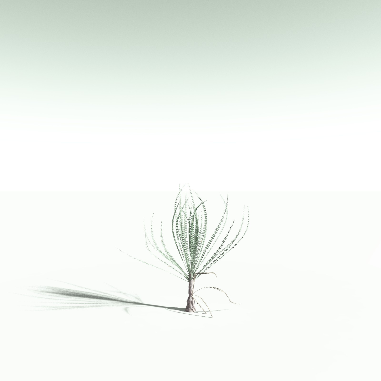 EVERYPlant Noeggerthia Foliosa for Poser by N/A