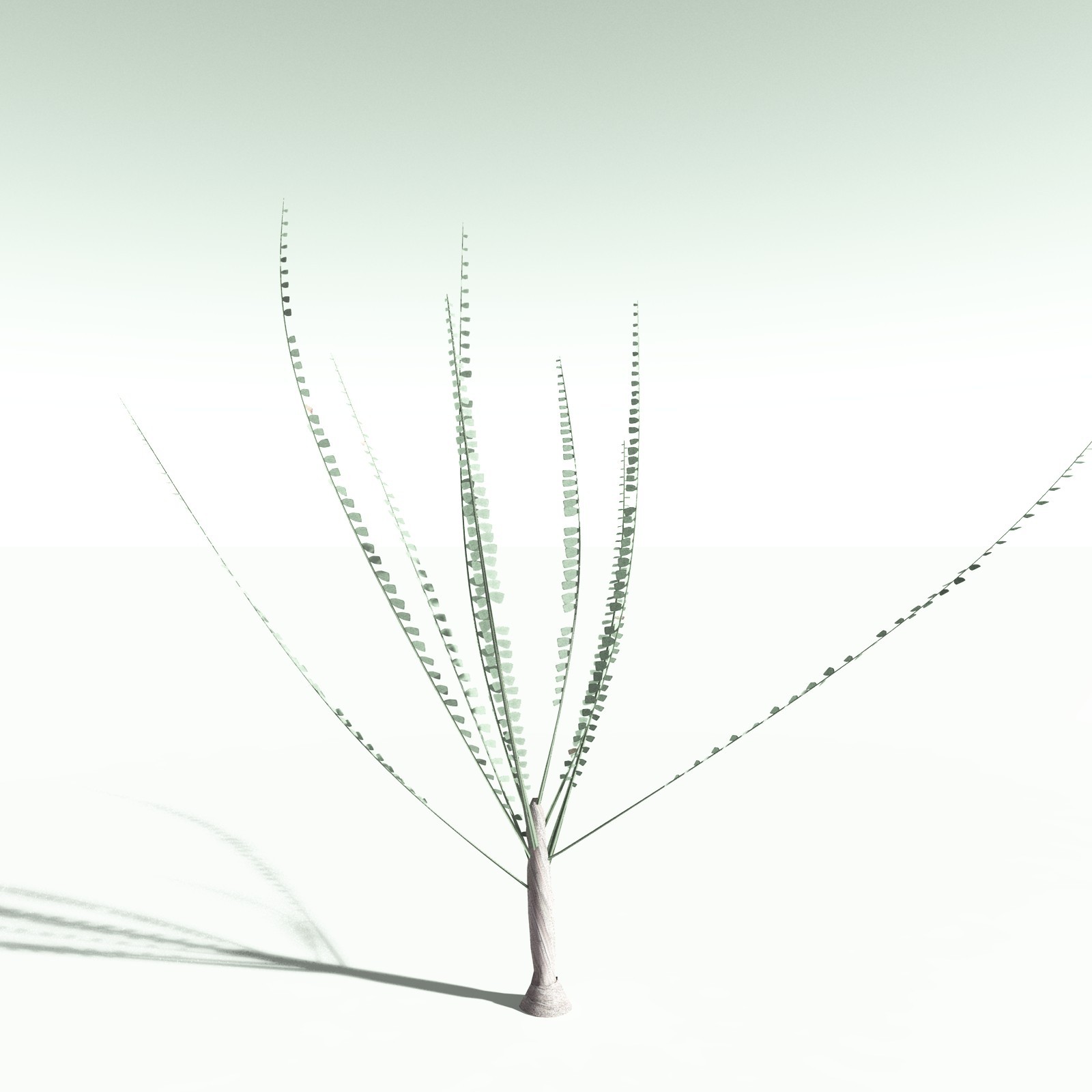 EVERYPlant Noeggerthia Foliosa for Poser by N/A