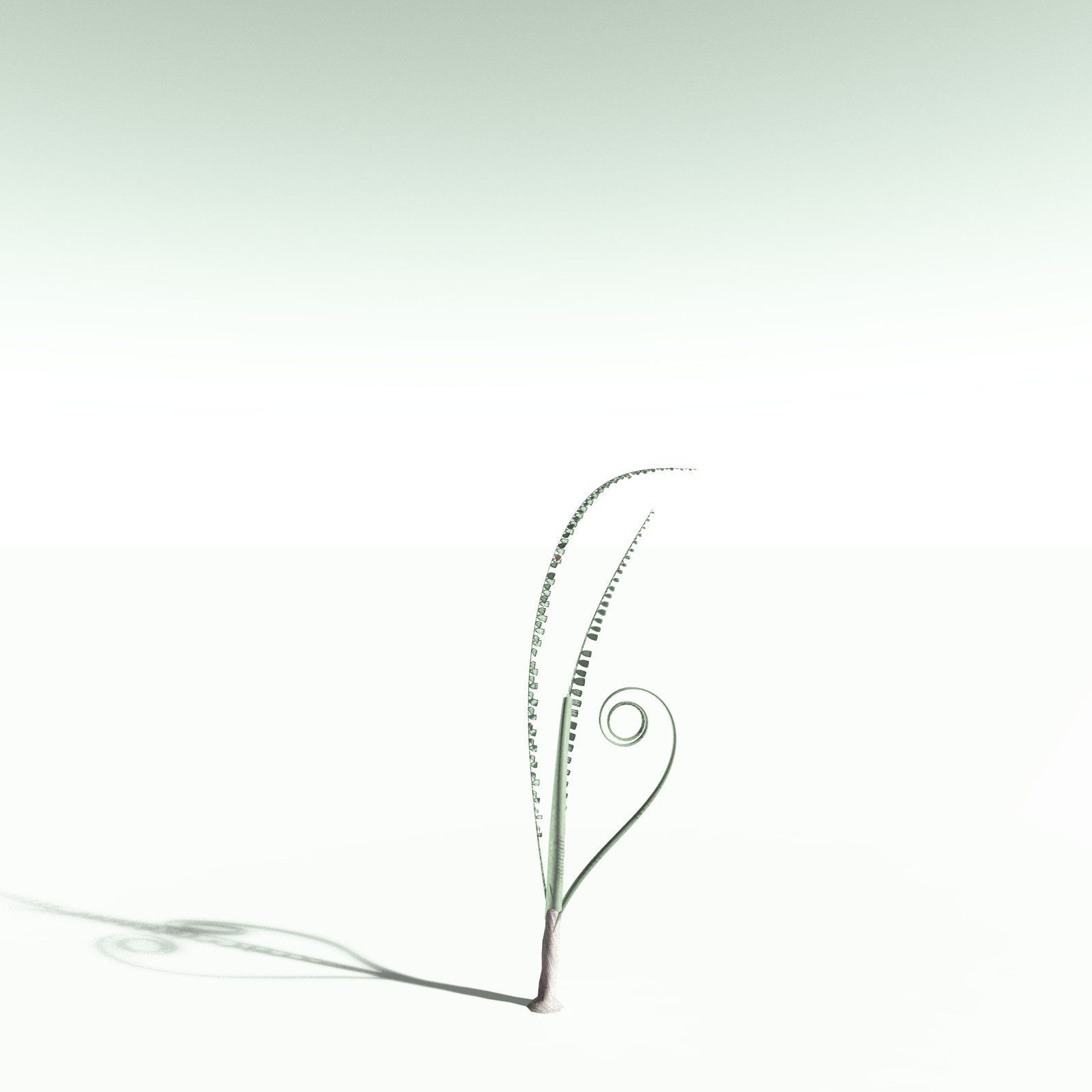 EVERYPlant Noeggerthia Foliosa for Poser by N/A