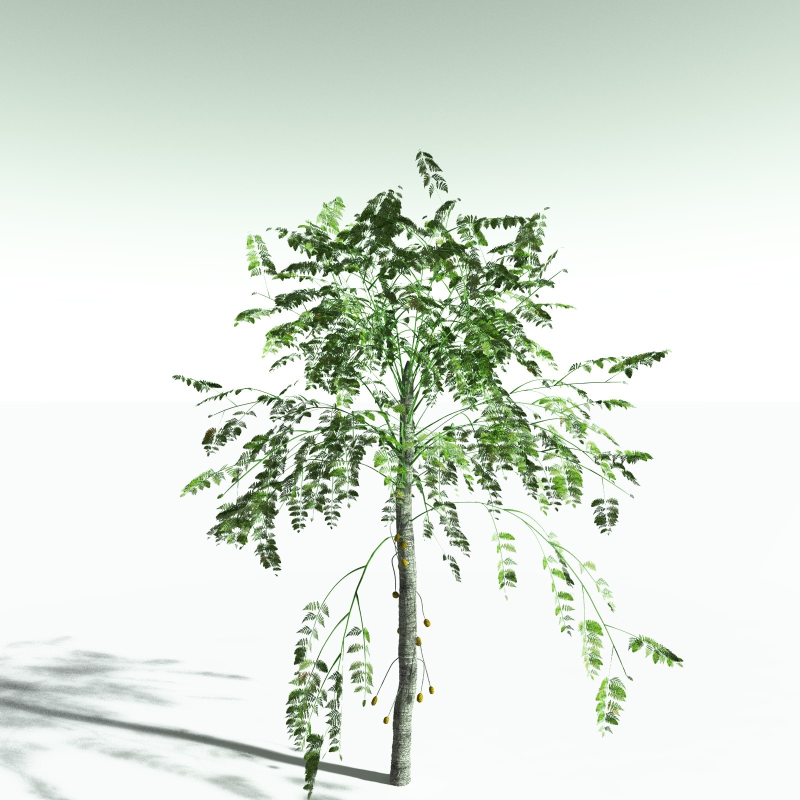 EVERYPlant Alethopteris Serlii for Poser by N/A
