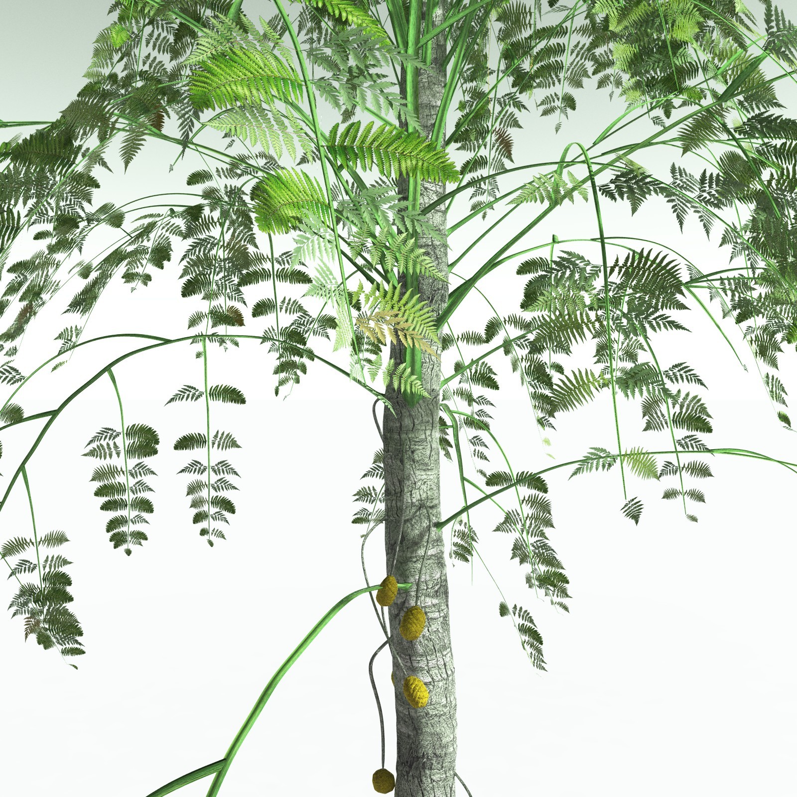 EVERYPlant Alethopteris Serlii for Poser by N/A