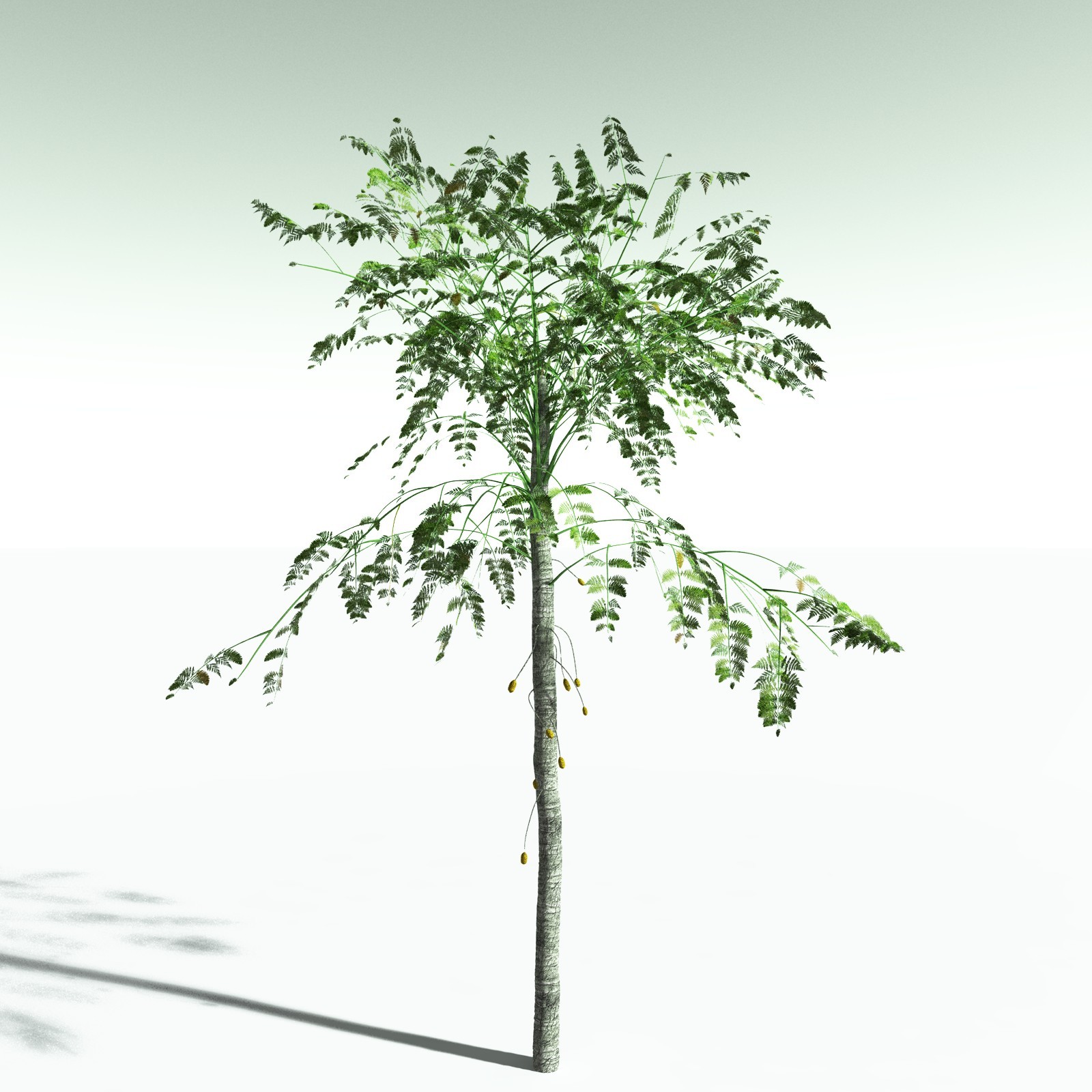 EVERYPlant Alethopteris Serlii for Poser by N/A