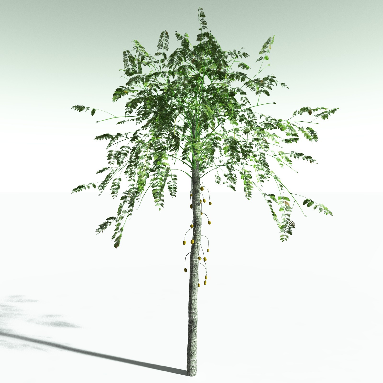 EVERYPlant Alethopteris Serlii for Poser by N/A