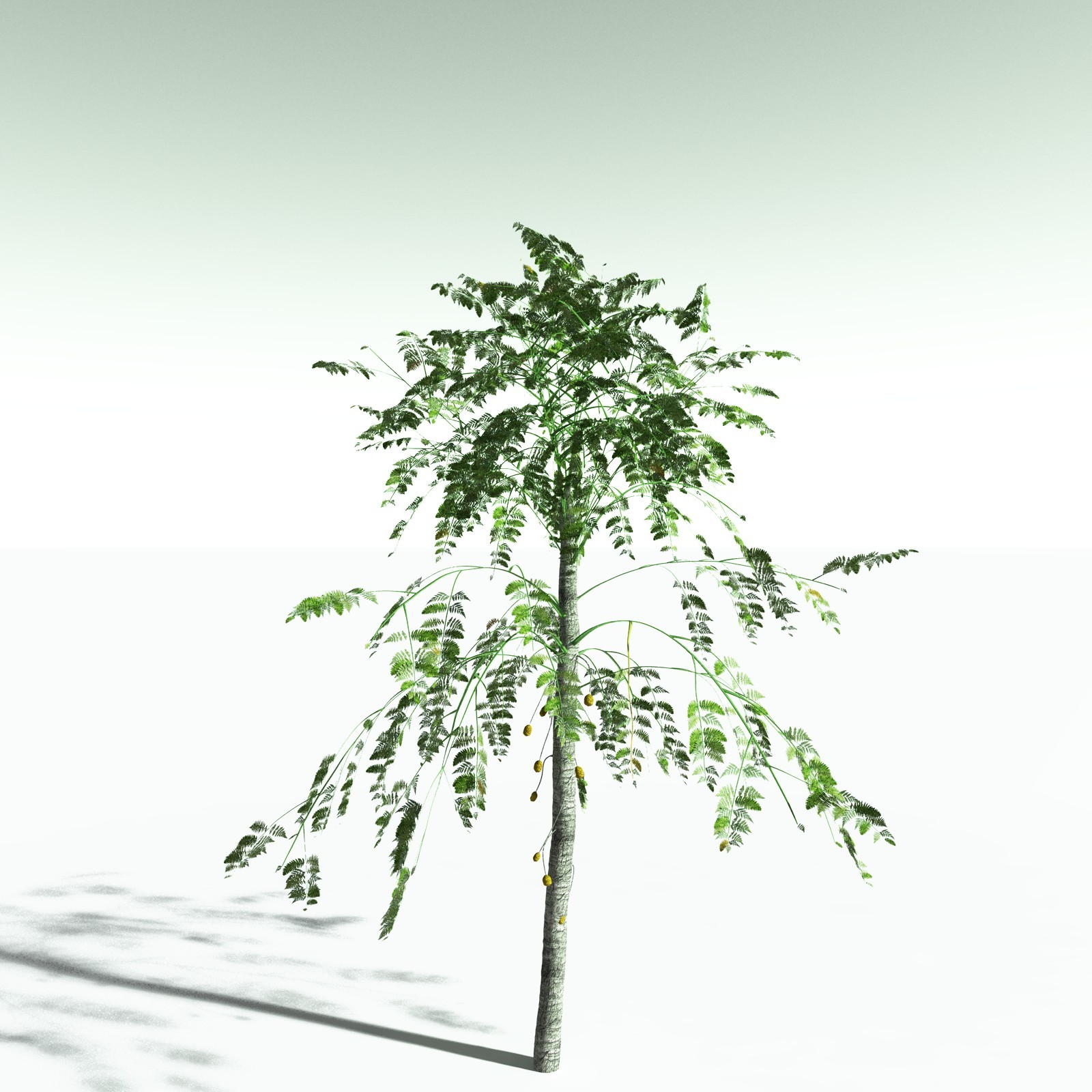 EVERYPlant Alethopteris Serlii for Poser by N/A