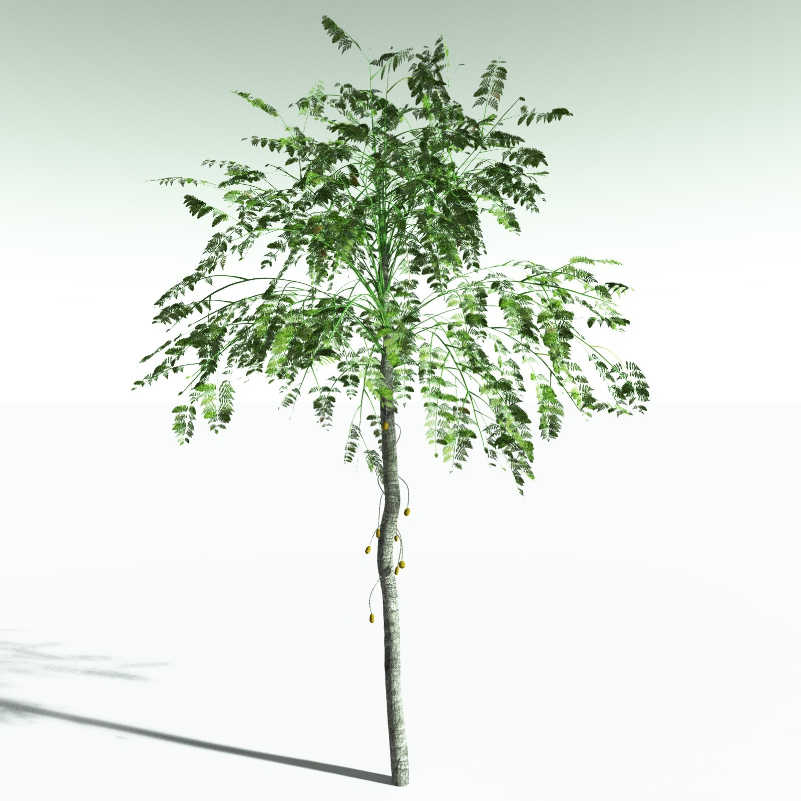 EVERYPlant Alethopteris Serlii for Poser by N/A