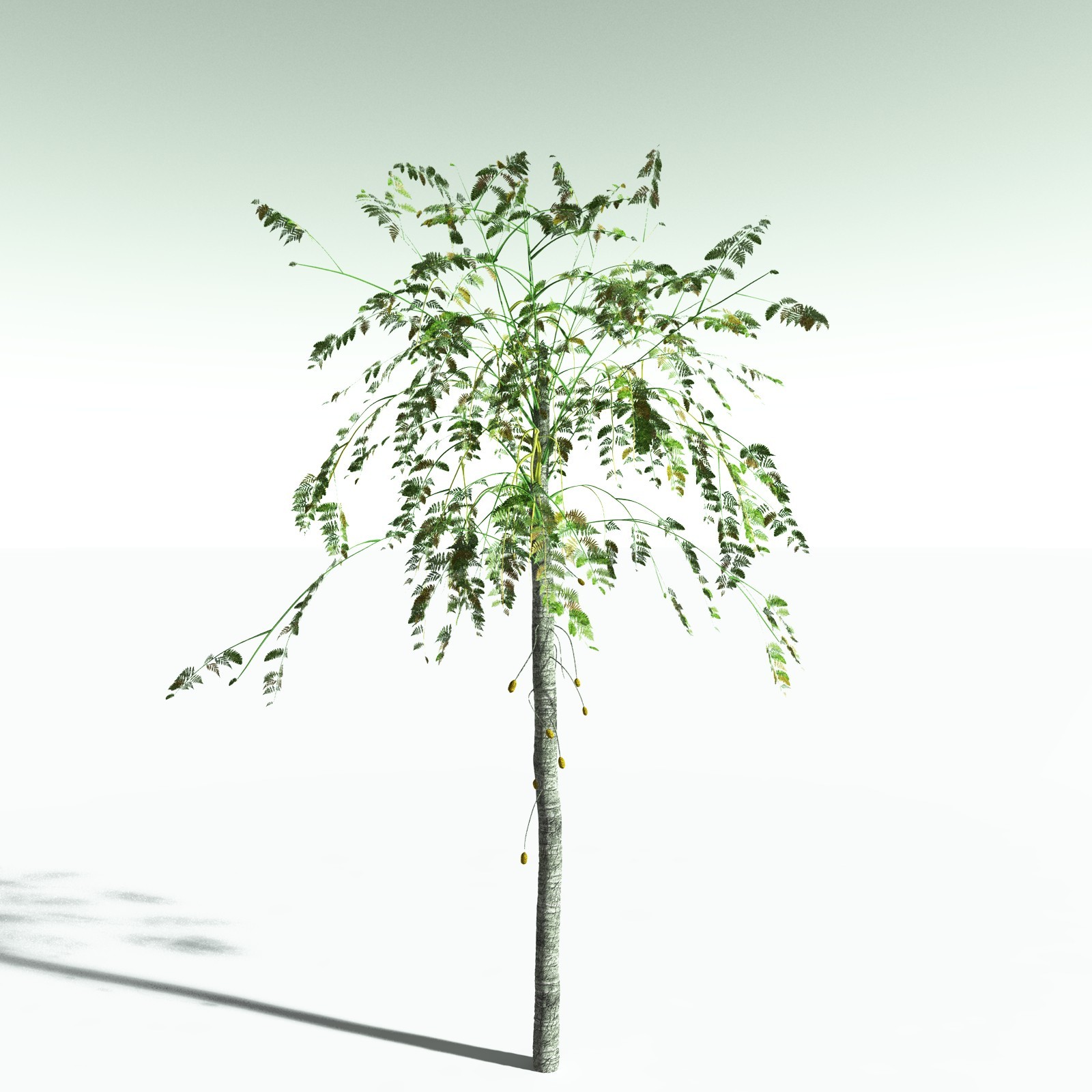EVERYPlant Alethopteris Serlii for Poser by N/A