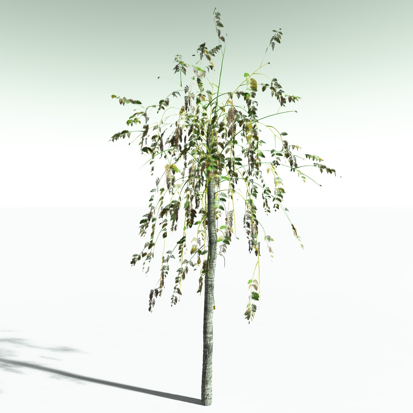 EVERYPlant Alethopteris Serlii for Poser by N/A