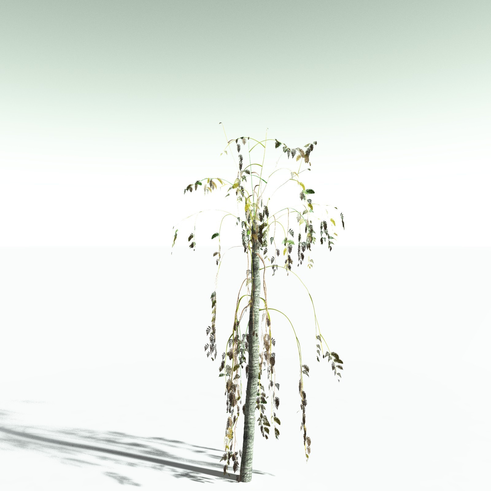 EVERYPlant Alethopteris Serlii for Poser by N/A