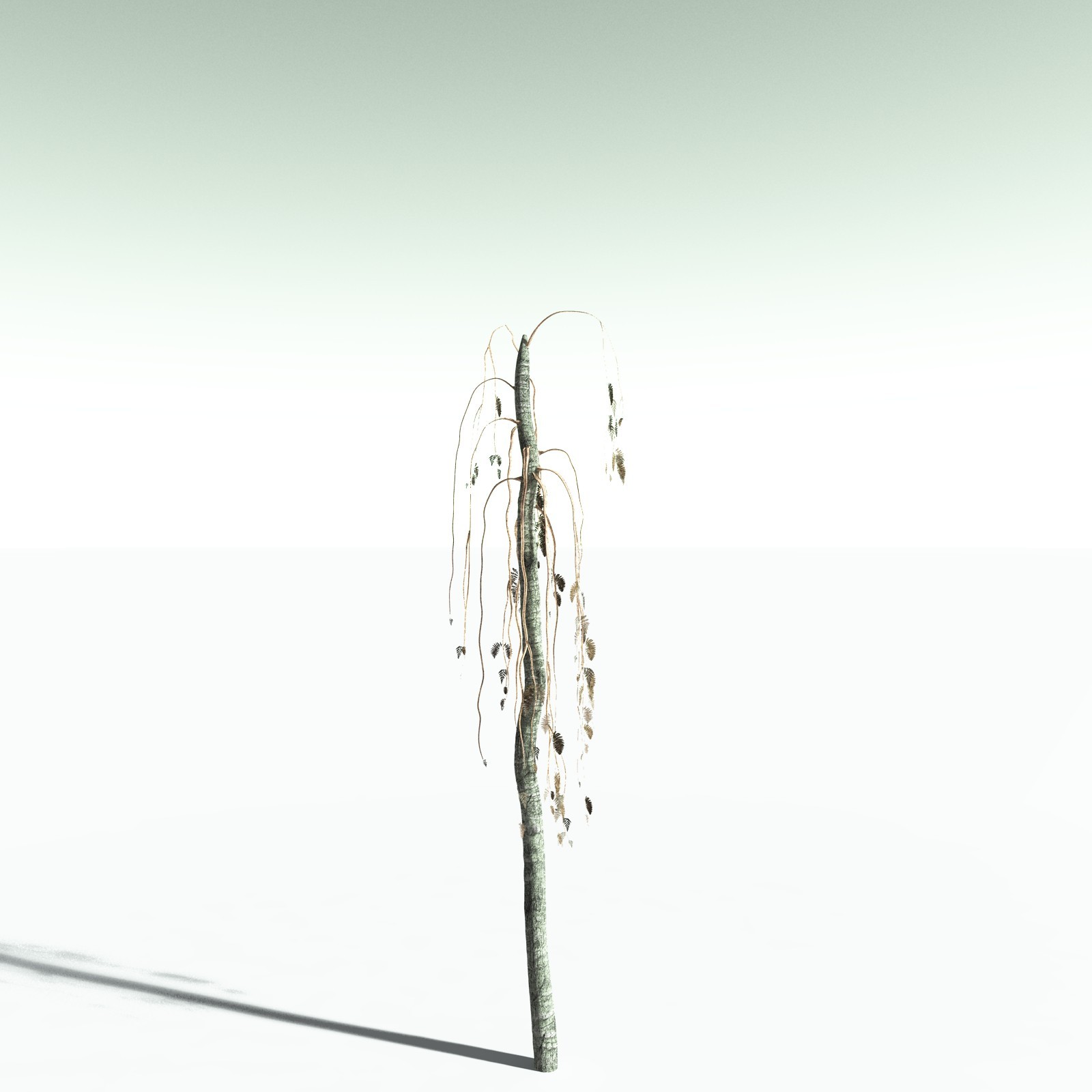 EVERYPlant Alethopteris Serlii for Poser by N/A