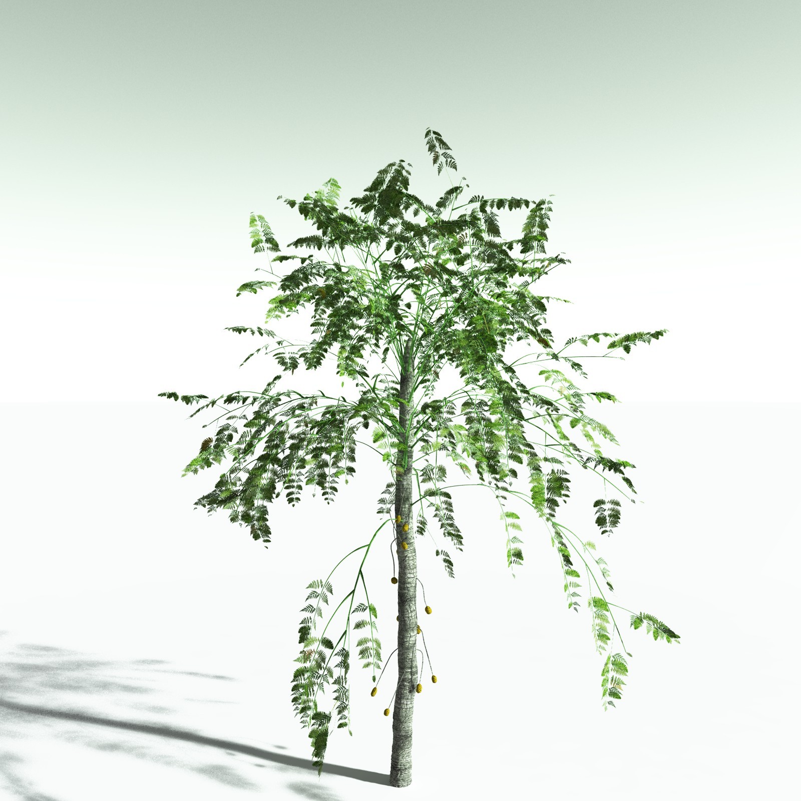 EVERYPlant Alethopteris Serlii for Poser by N/A