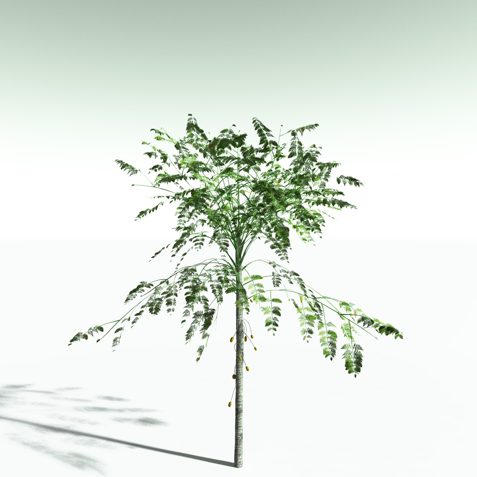 EVERYPlant Alethopteris Serlii for Poser by N/A