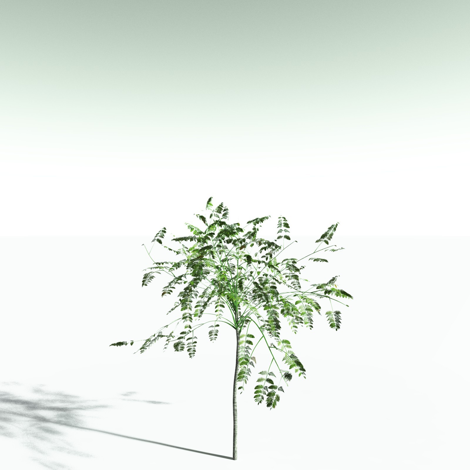 EVERYPlant Alethopteris Serlii for Poser by N/A