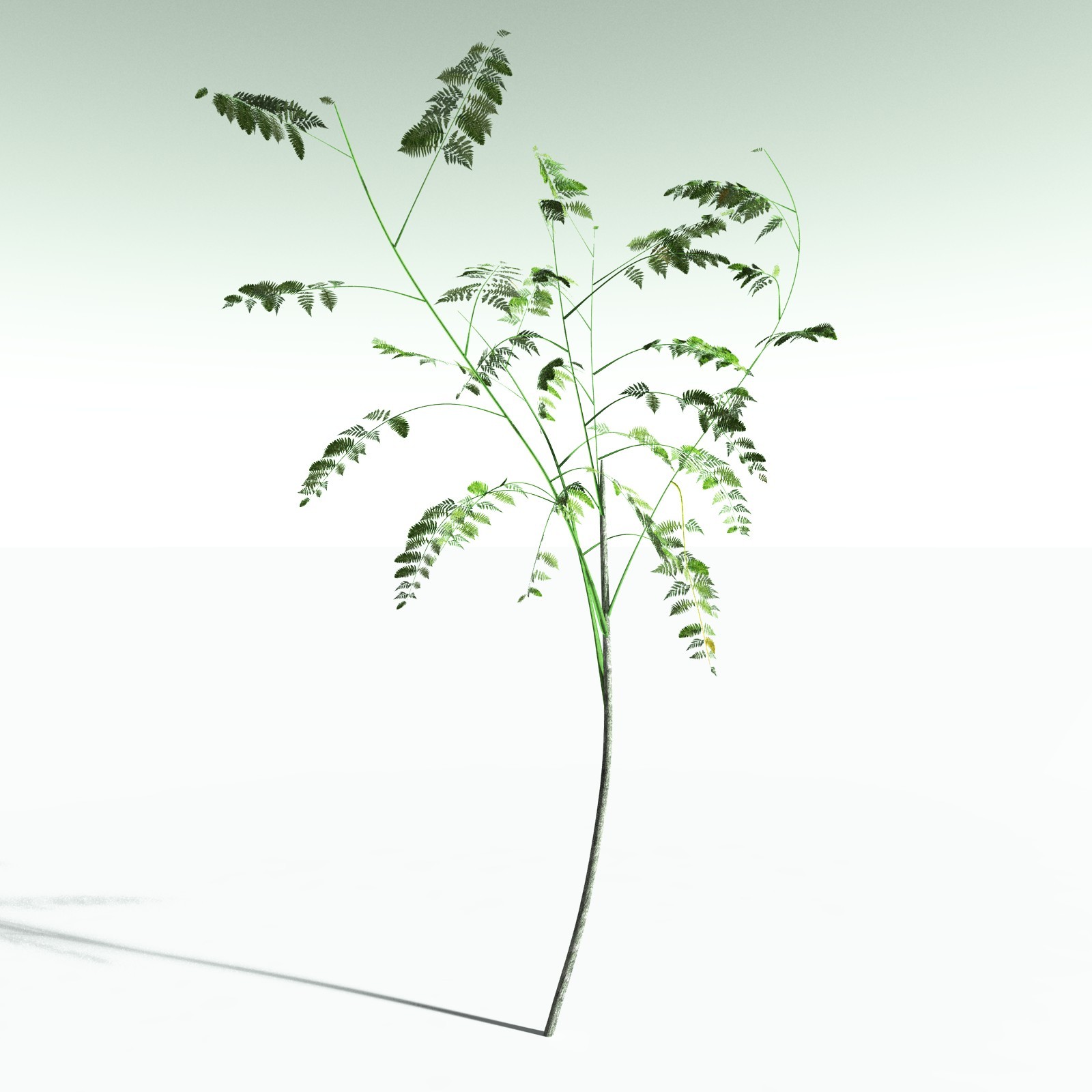 EVERYPlant Alethopteris Serlii for Poser by N/A
