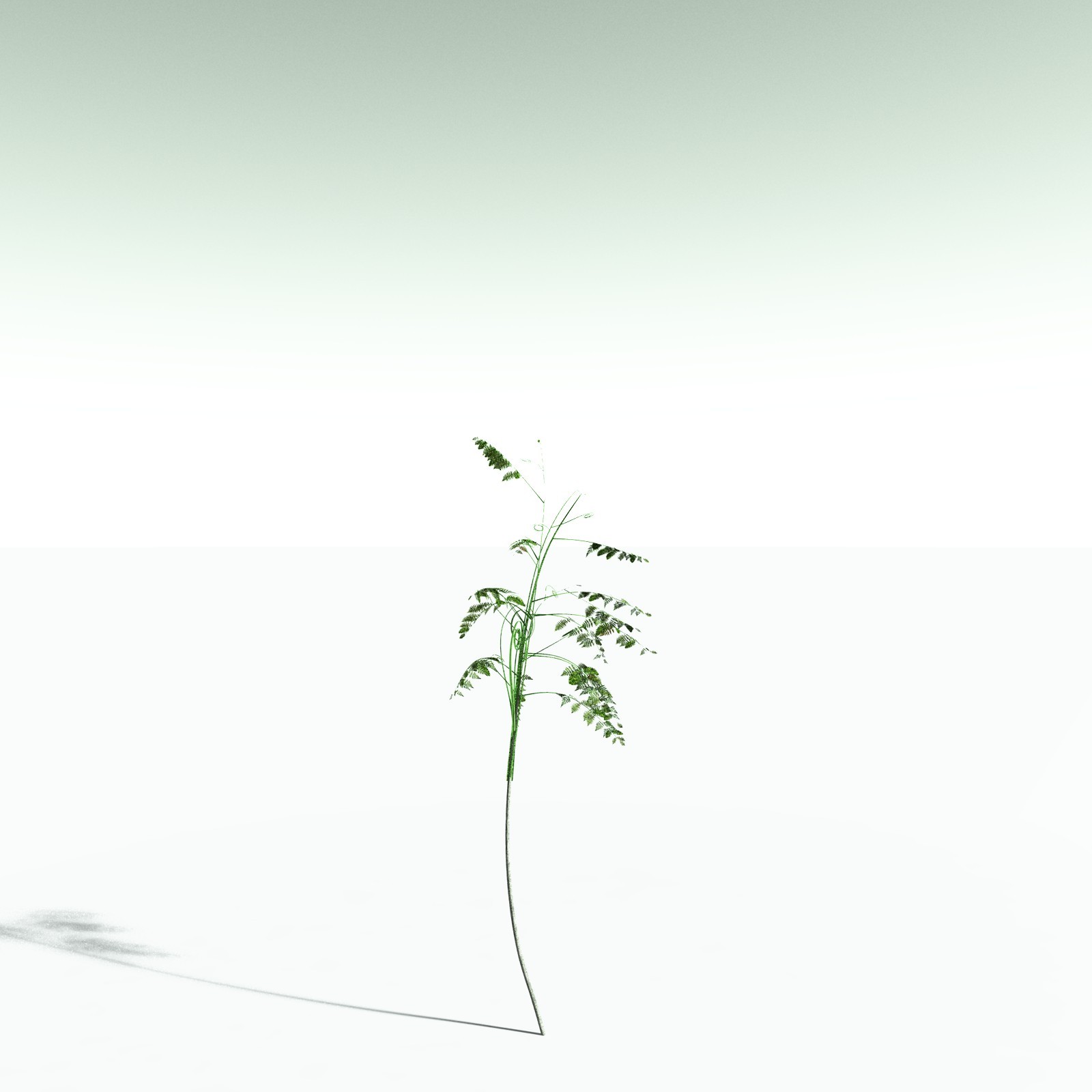 EVERYPlant Alethopteris Serlii for Poser by N/A
