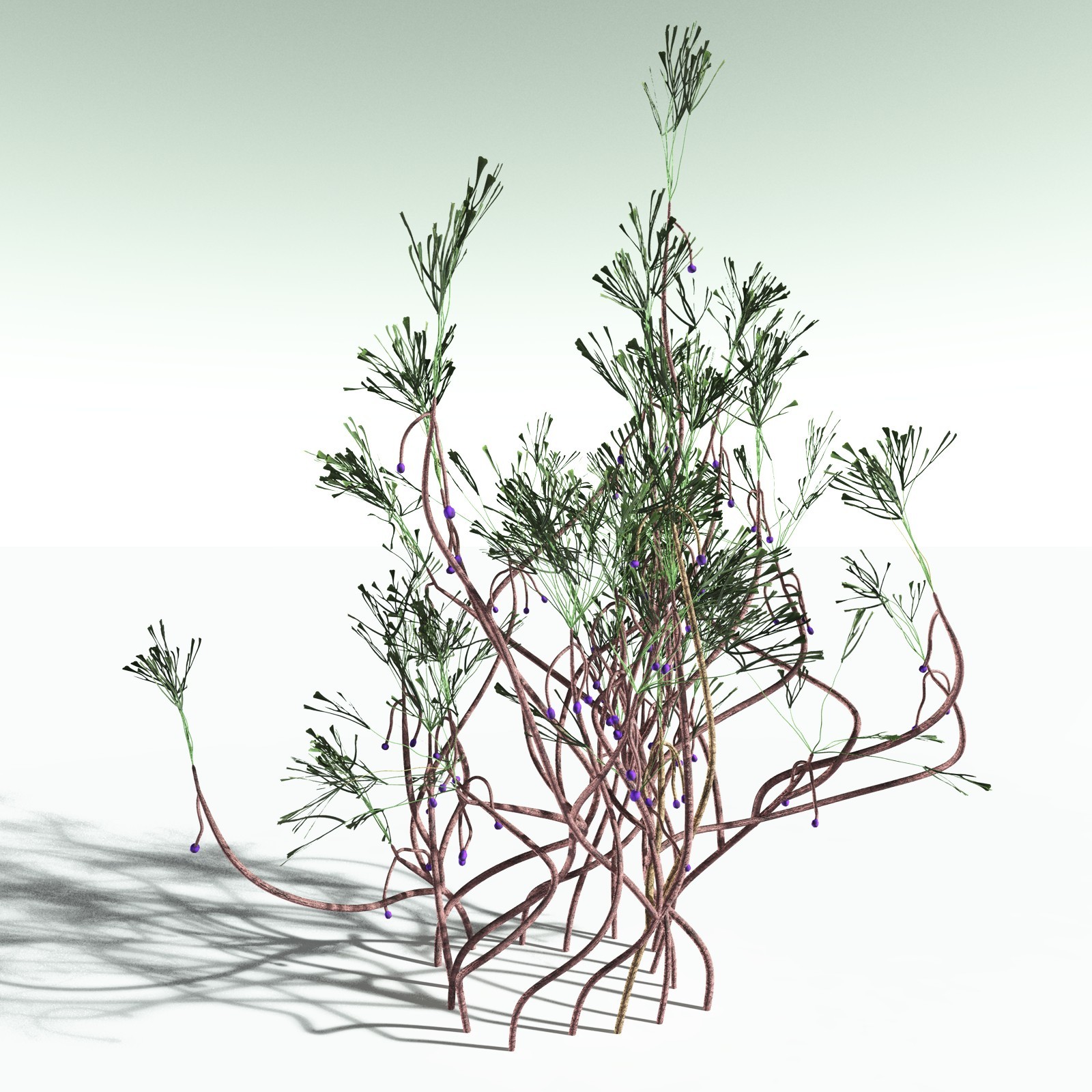 EVERYPlant Baiera Gracilis for Poser by N/A