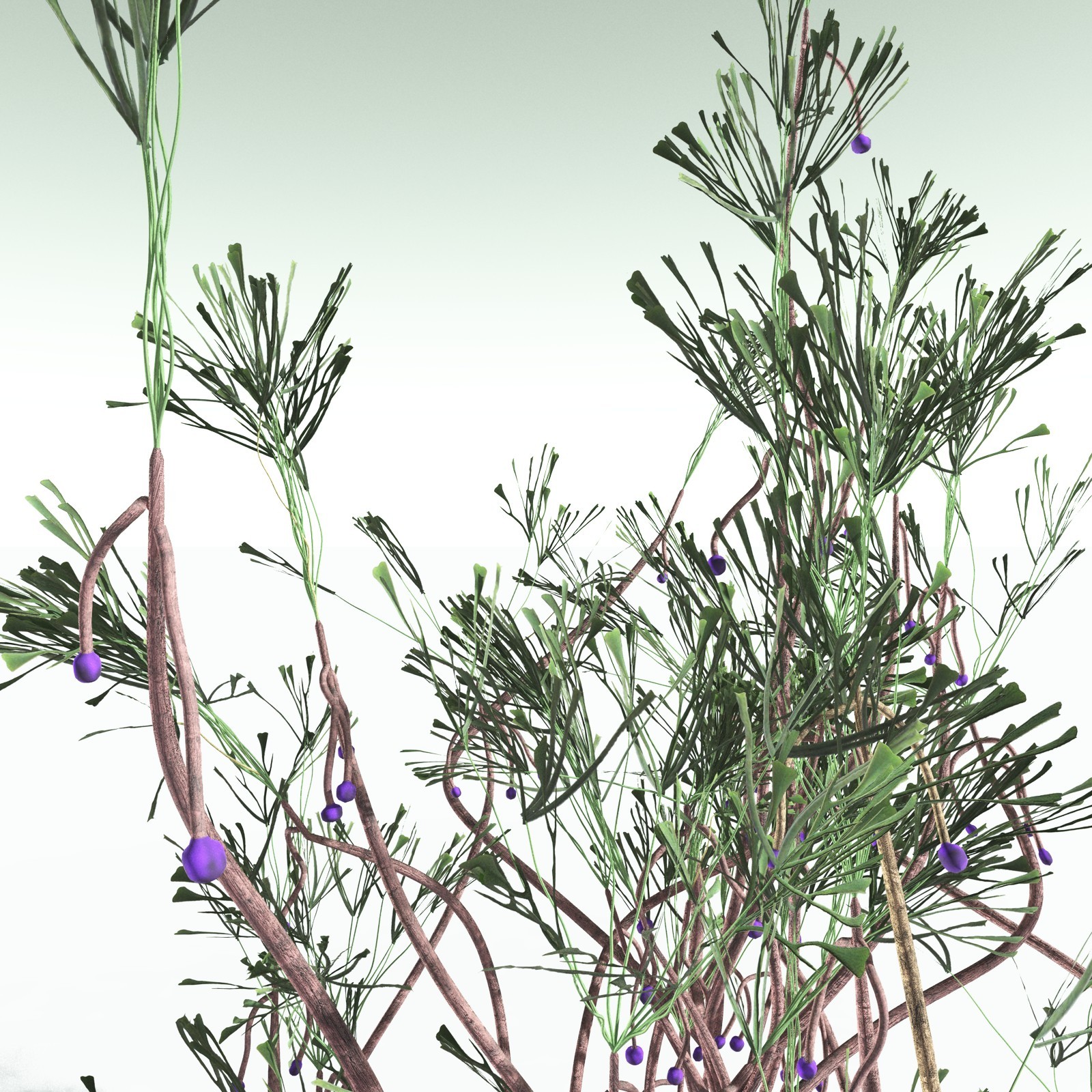 EVERYPlant Baiera Gracilis for Poser by N/A