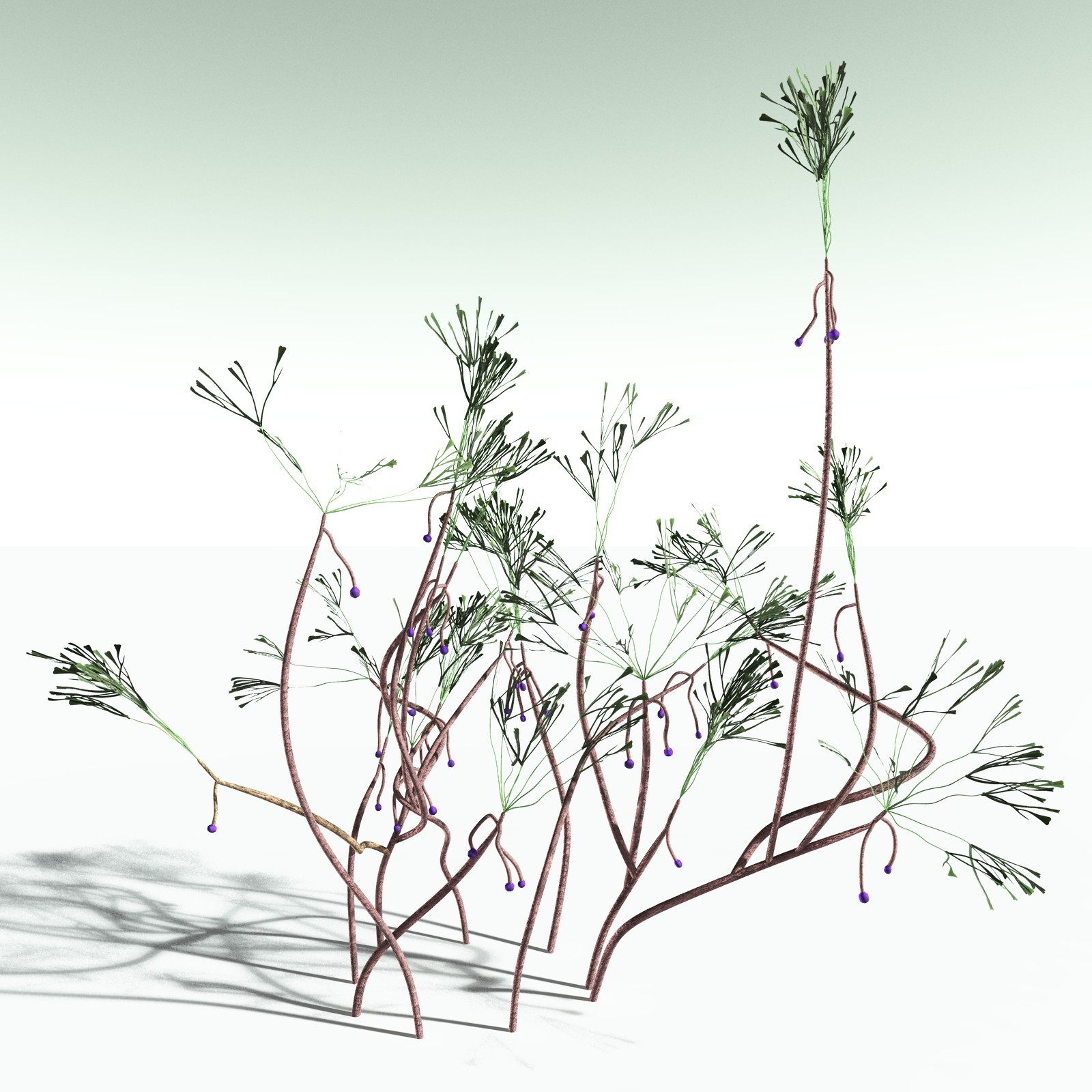 EVERYPlant Baiera Gracilis for Poser by N/A