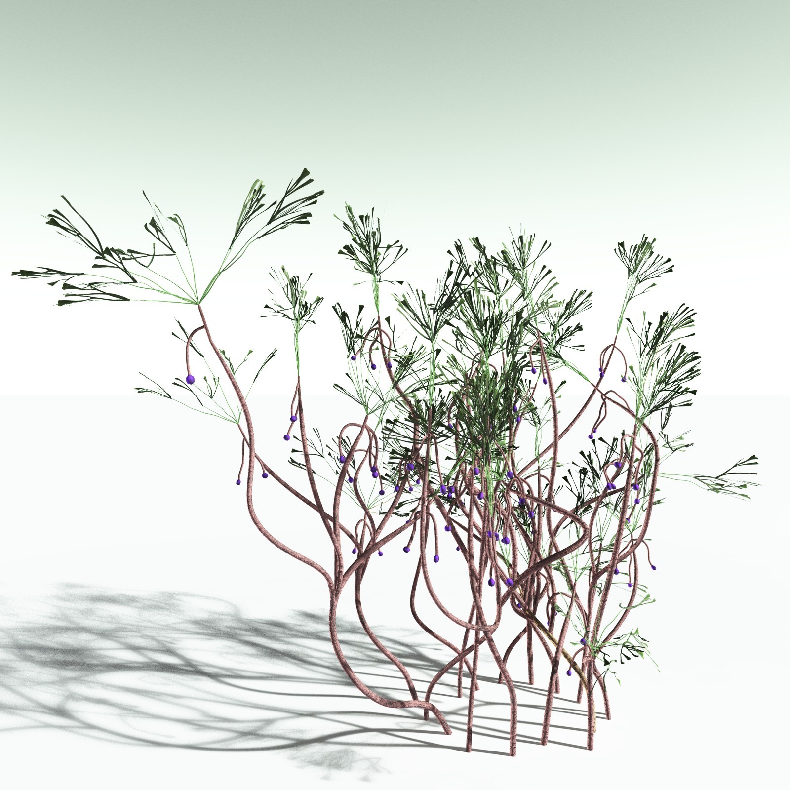 EVERYPlant Baiera Gracilis for Poser by N/A