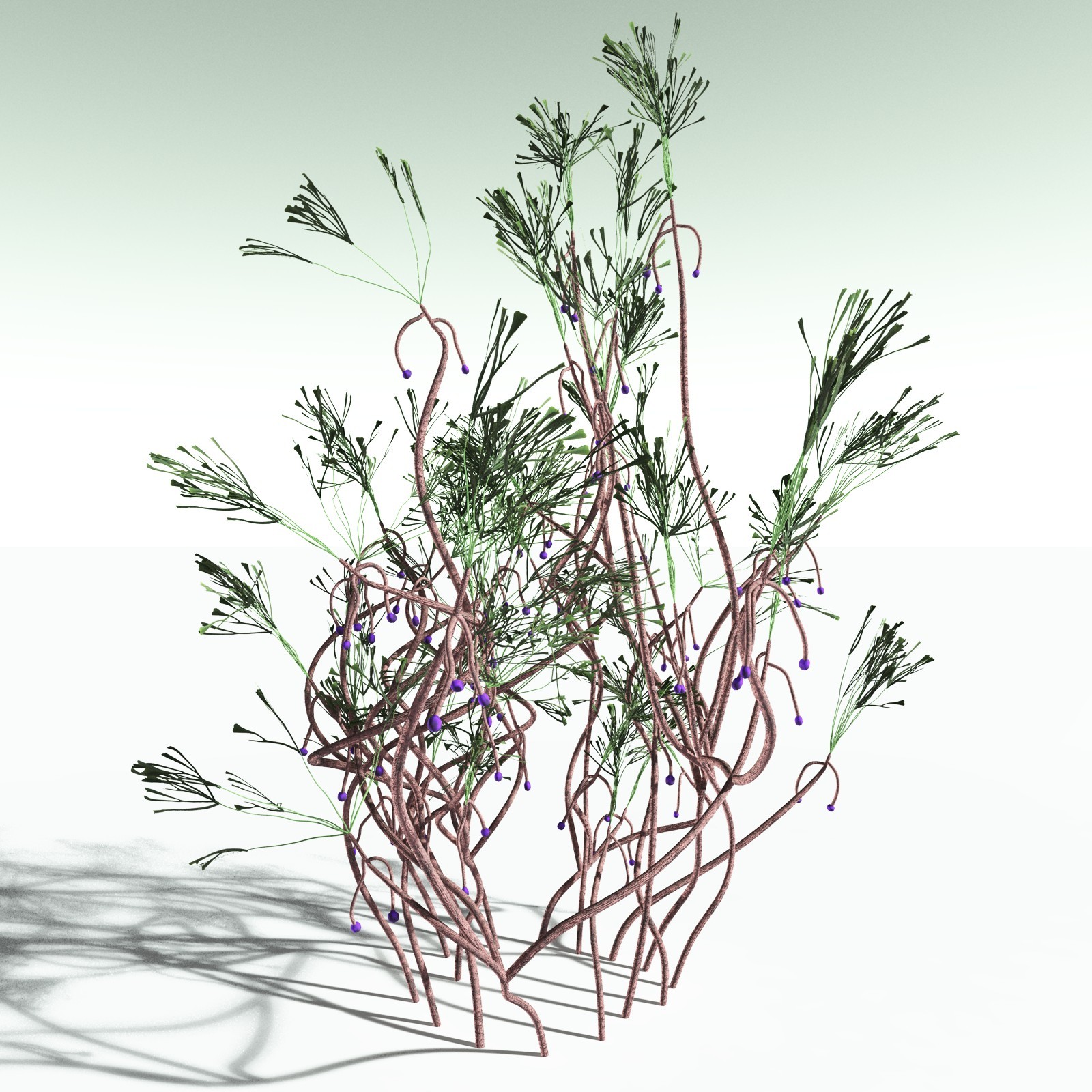 EVERYPlant Baiera Gracilis for Poser by N/A