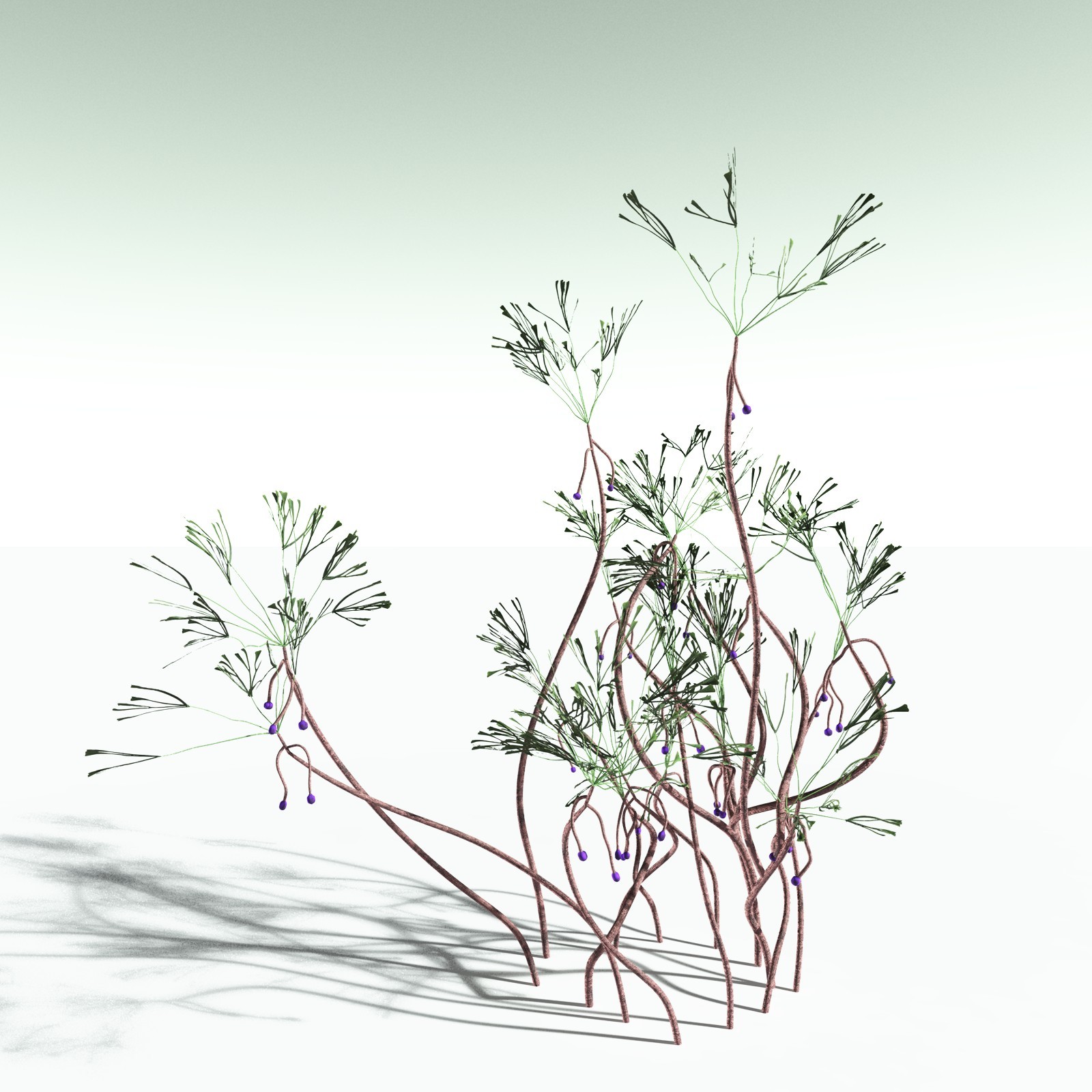EVERYPlant Baiera Gracilis for Poser by N/A