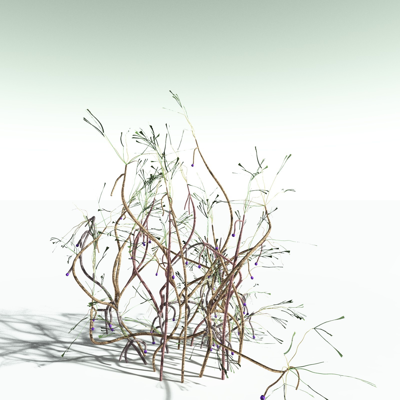 EVERYPlant Baiera Gracilis for Poser by N/A