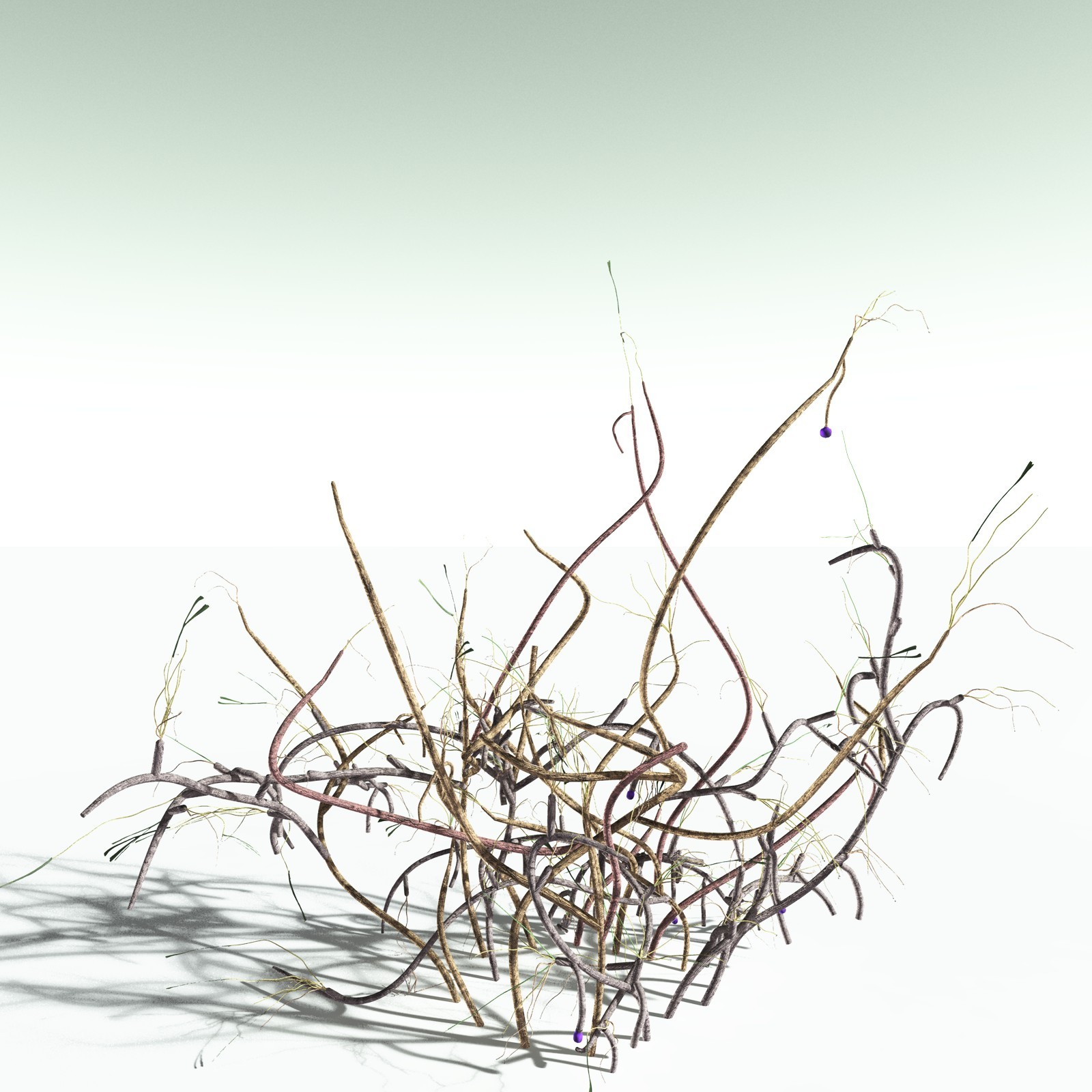 EVERYPlant Baiera Gracilis for Poser by N/A