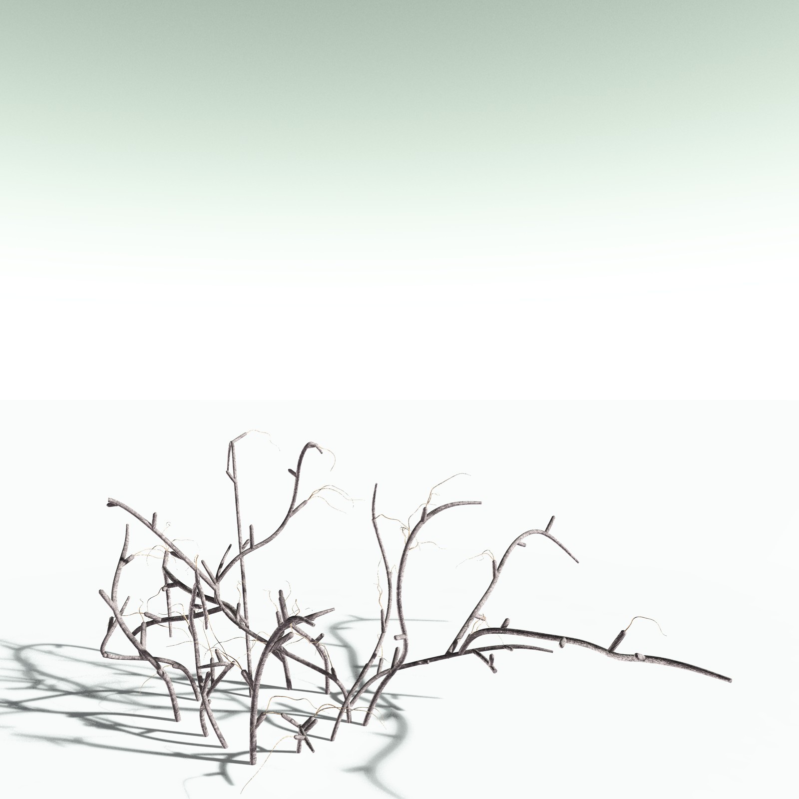 EVERYPlant Baiera Gracilis for Poser by N/A
