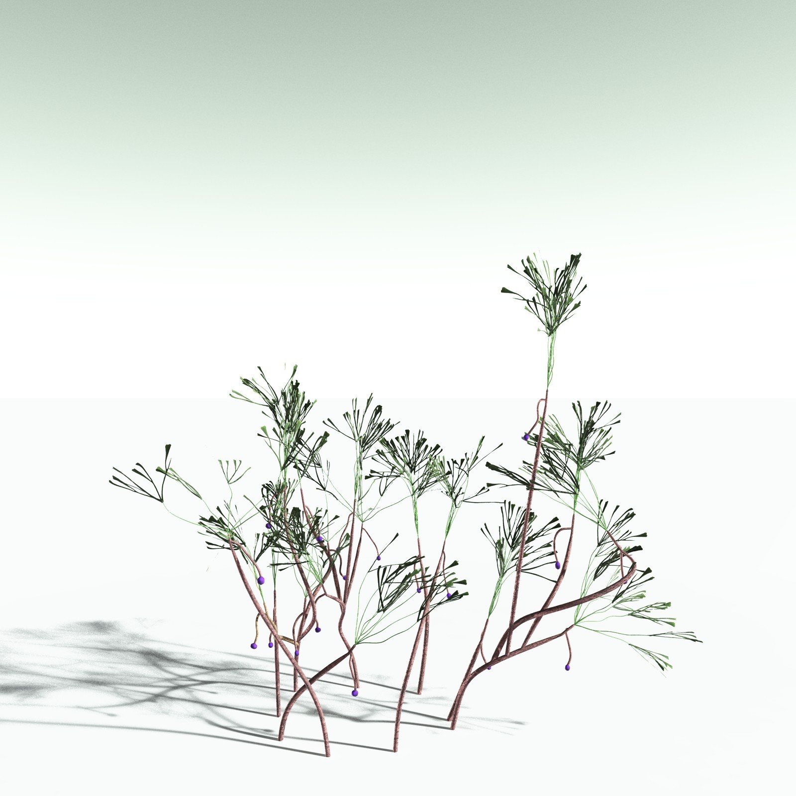 EVERYPlant Baiera Gracilis for Poser by N/A